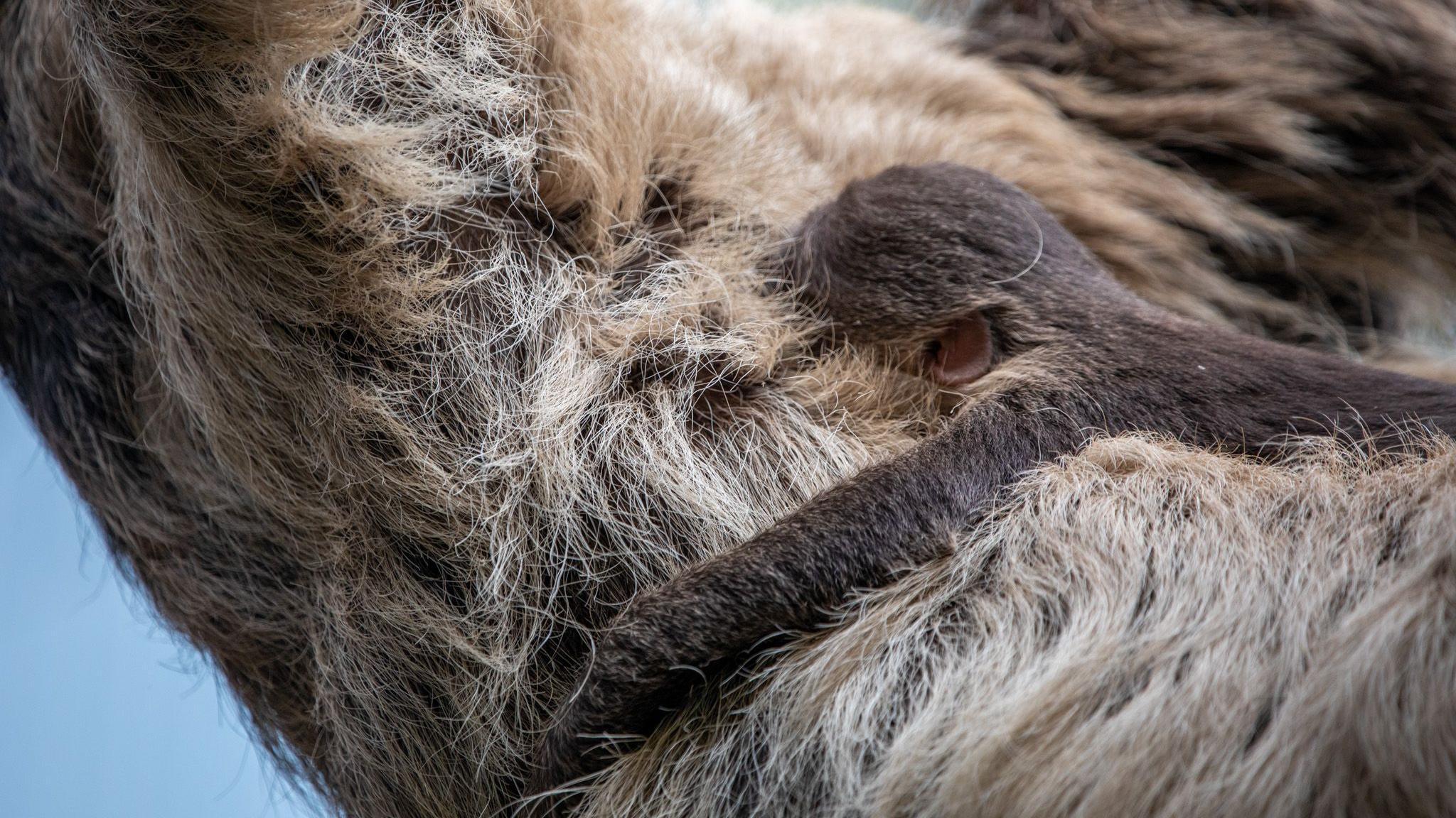 a baby sloth nuzzled into the fur of an adult sloth