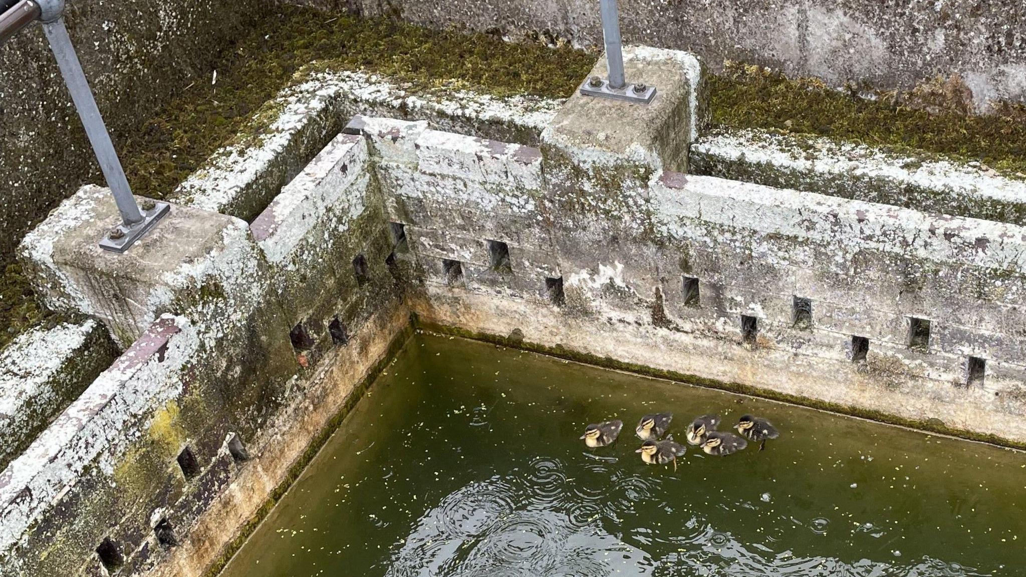 Overhead view showing a rectangular water treatment tank, with six ducklings swimming together.