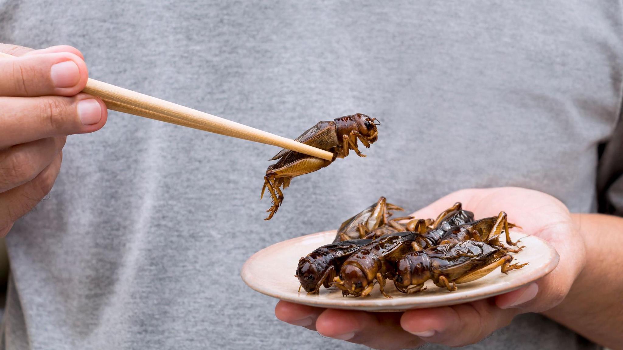 Man's hand holding chopsticks eating Crickets insect on plate