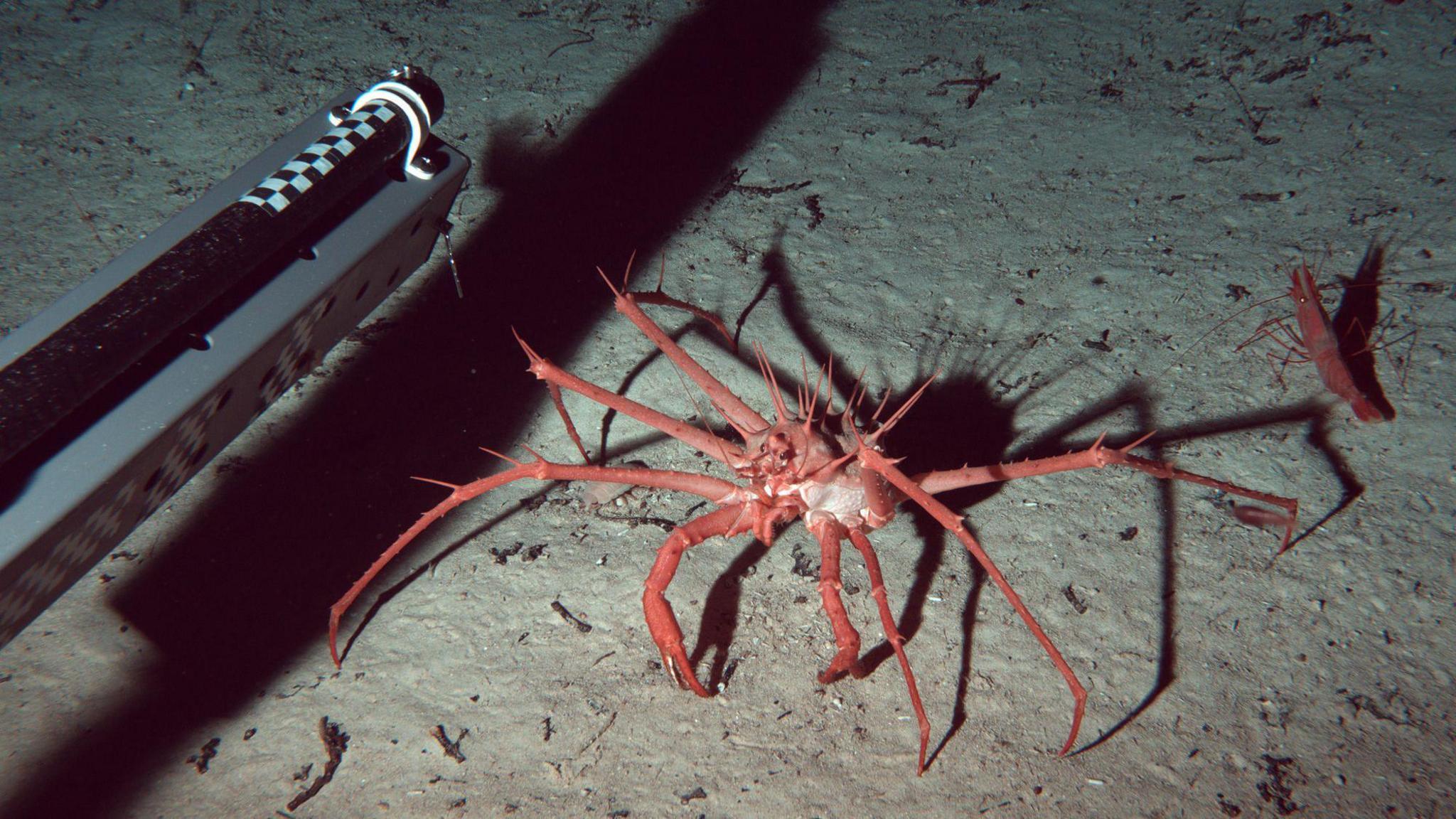 Cayman biodiversity.