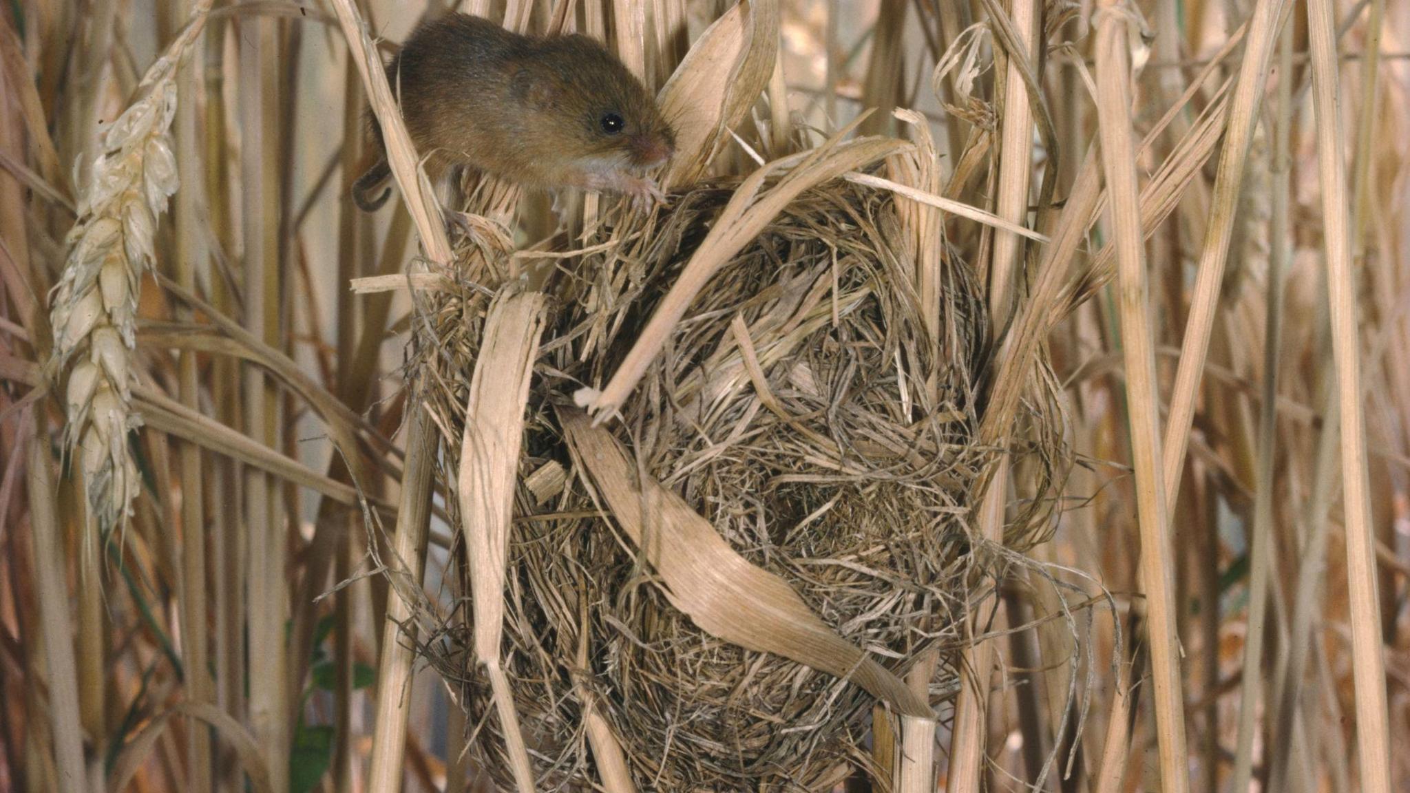 harvest mouse and round grassy nest.