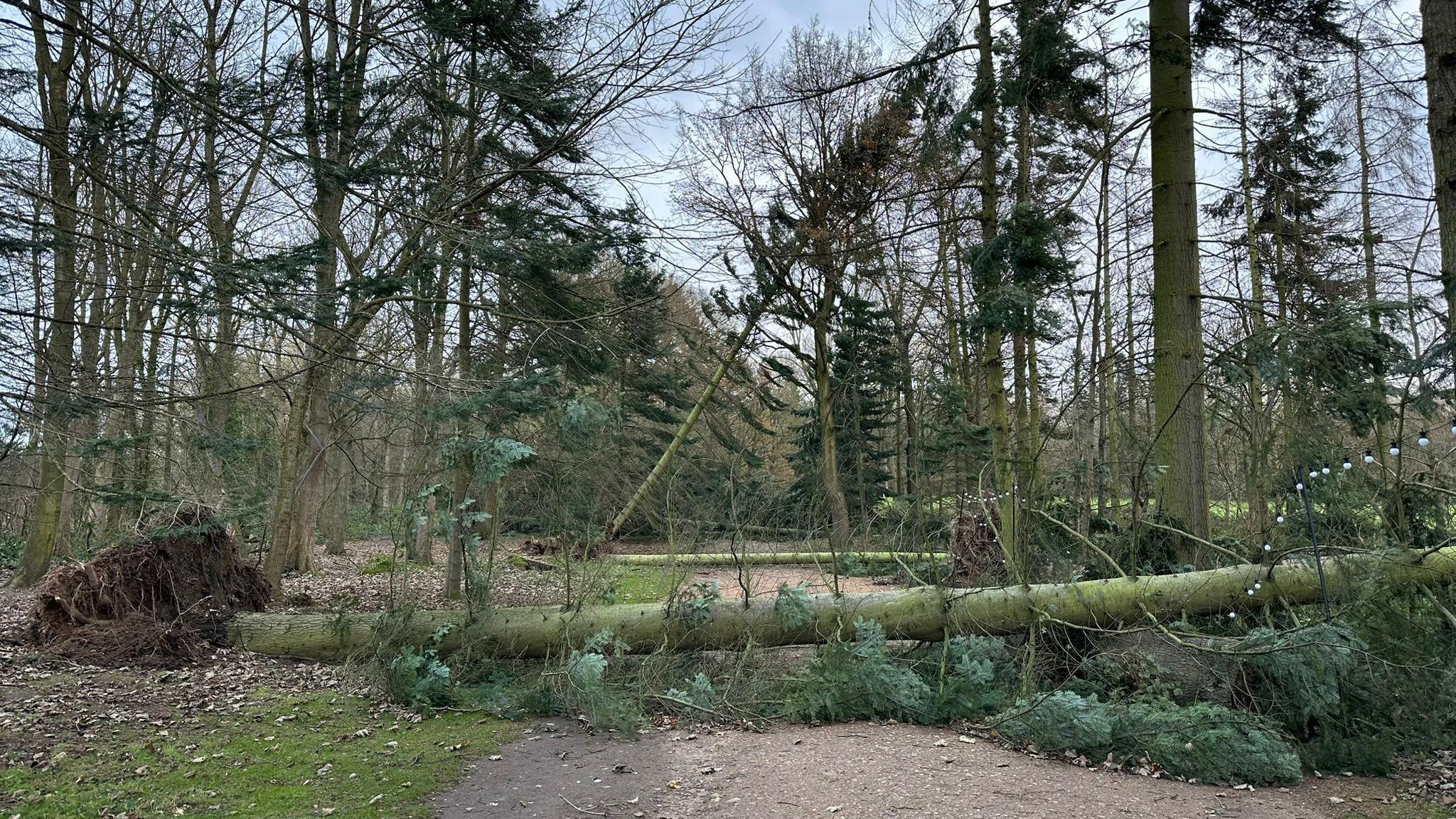 A large coniferous tree lies across a trail; behind it there's other trees leaning at angles. The tree in the foreground has ripped out its own root bowl as it fell. The sky is just visible through the trees and it's blue and slightly cloudy.