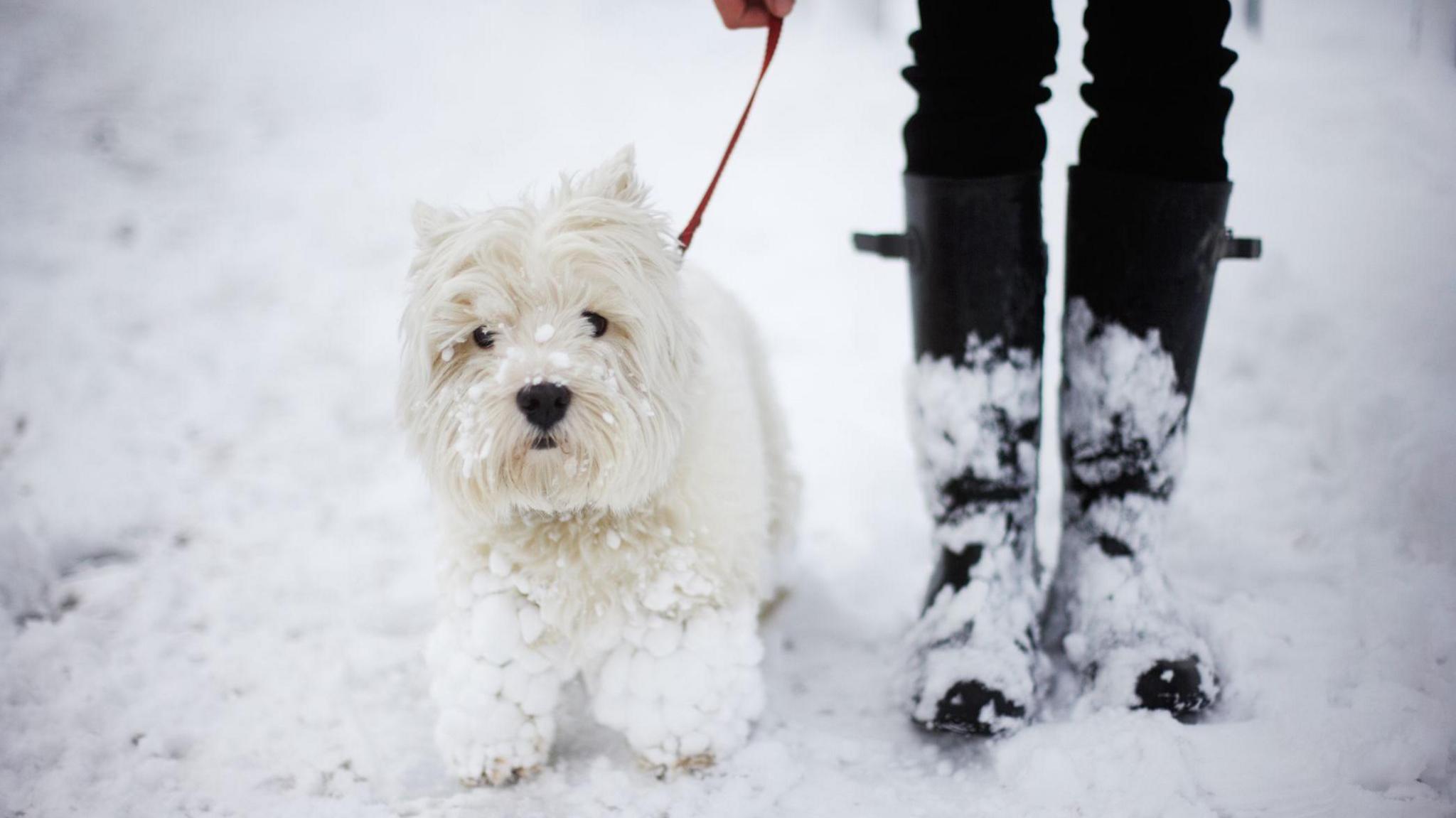 A West highland white terrier with his legs covered in snow. His owner wearing Wellington boots also covered in snow.