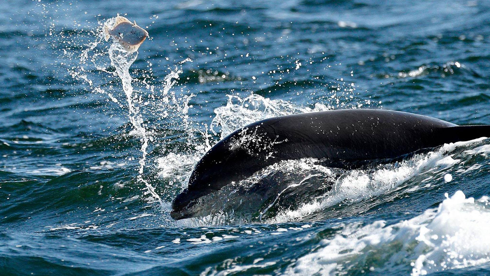 Bottlenose dolphin playing with flounder