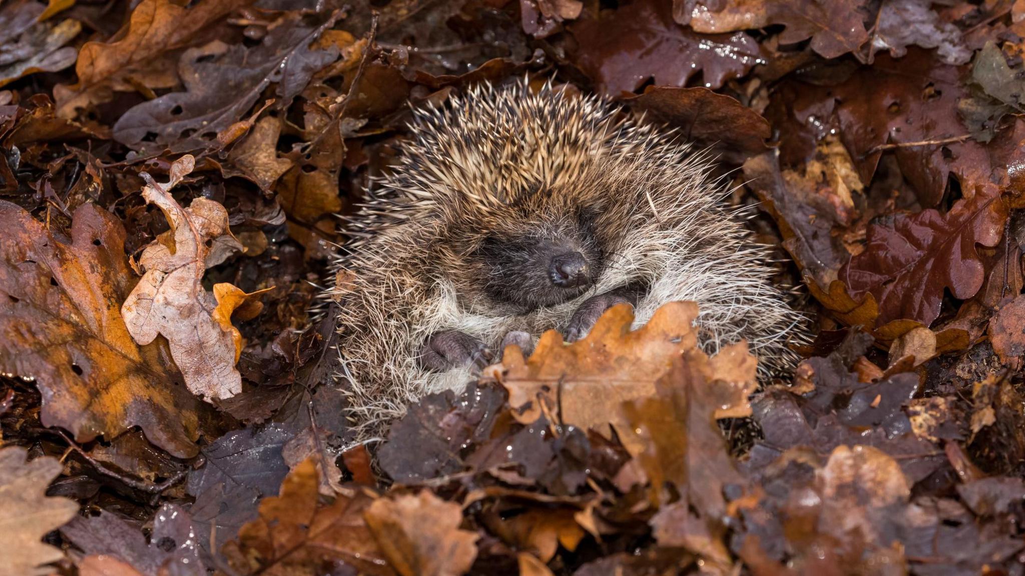 A small hedgehog is curled up on its back in a pile of brown leaves sleeping. 