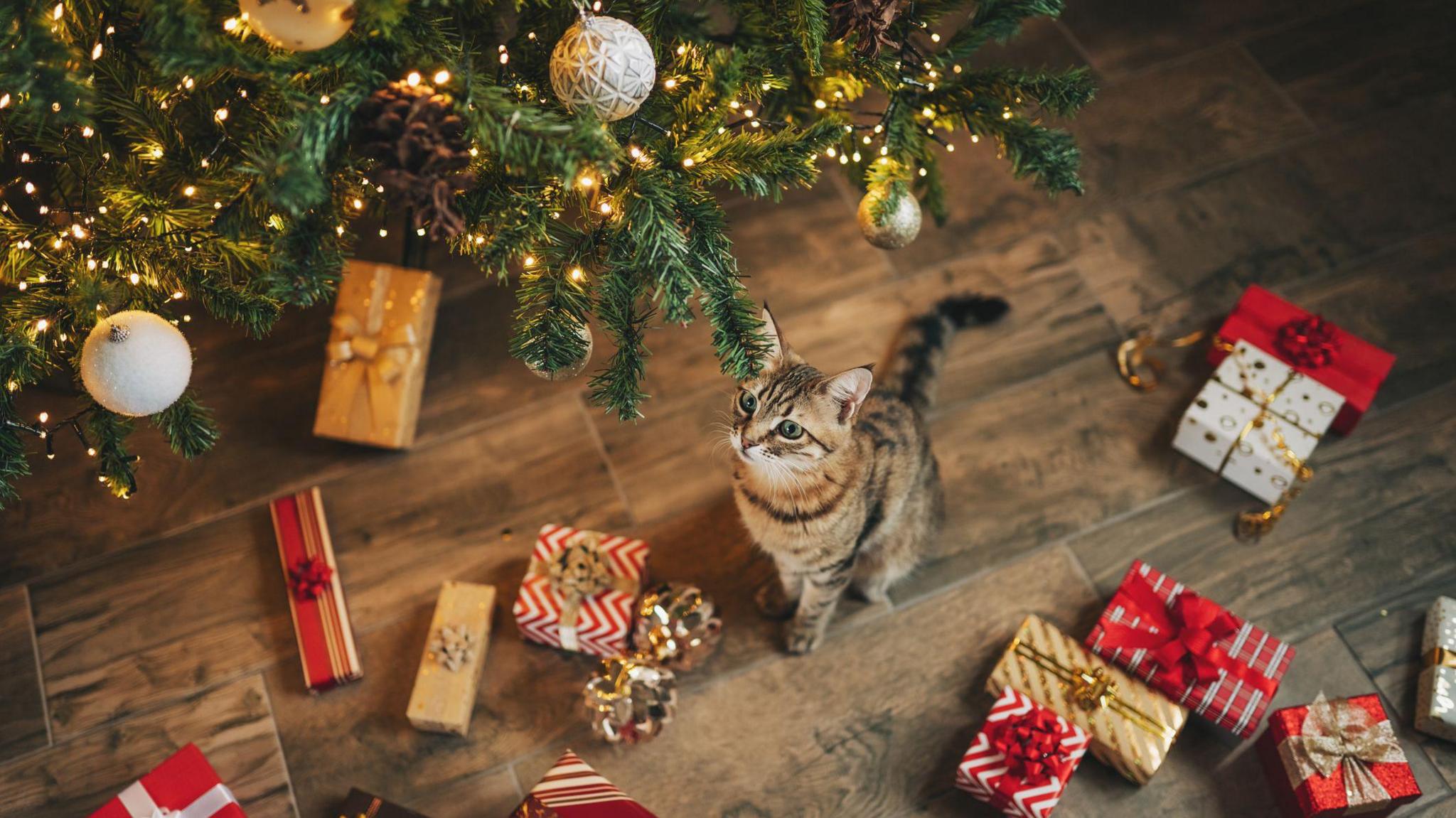 A tabby cat sits under the pine branch of a Christmas tree. The tree is covered in warm white lights and white and silver baubles. There are multiple presents on floor around the cat wrapped in golden, red and white wrapping paper. 