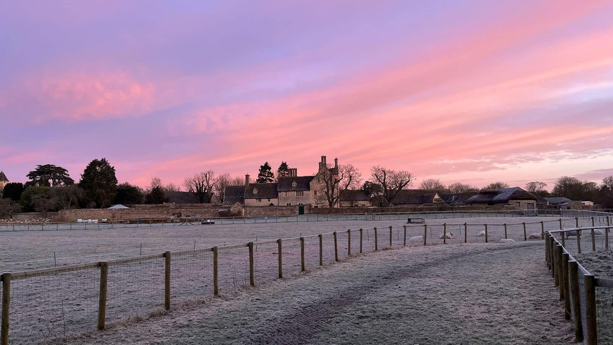 A view of Cogges Manor Farm with light snow on the ground. There are a few white sheep sitting across it, behind a fence. The farm buildings can be seen in the distance. The sky is coloured with pink and purple hues and there are a few clouds scattered across.