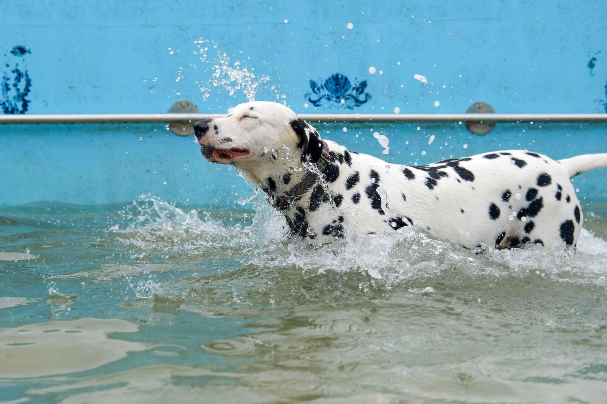 A dalmatian in the pool shakes the water off, with a blue wall behind.