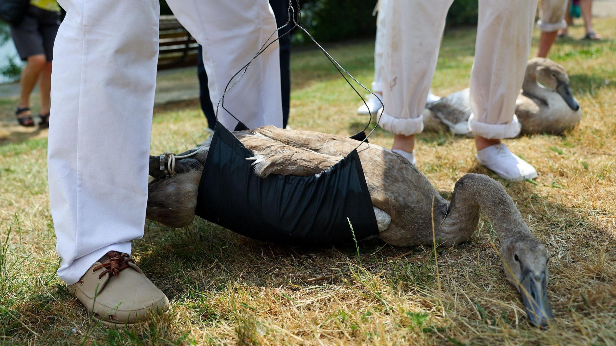 A cygnet being weighed using a black fabric sling suspended from a metal hook. The cygnet lies calmly on dry grass while people dressed in white trousers and canvas shoes stand around it. Another cygnet rests on the grass nearby.