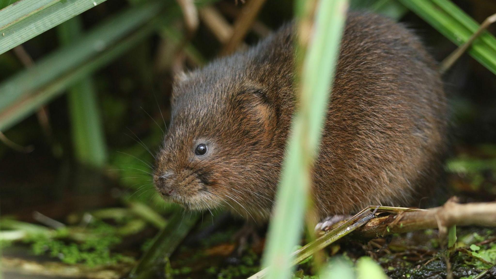 A water vole - which looks a bit like a fat rat - is in shrubbery