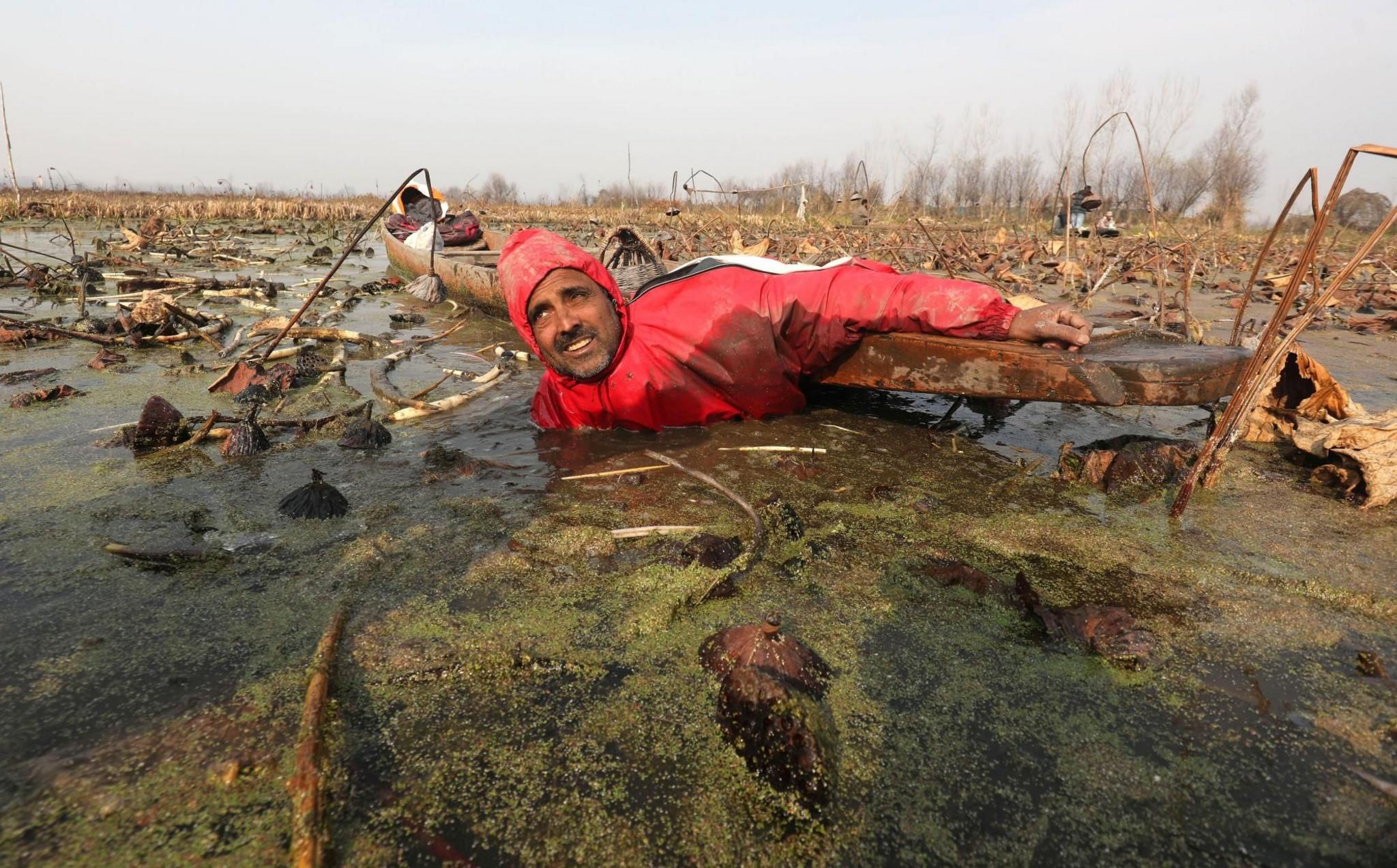 A Kashmiri farmer searches for lotus stems in Anchar Lake, near Srinagar
