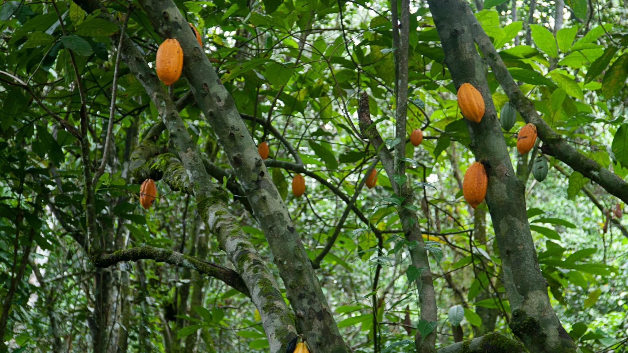 Trees in a rainforest with yellow beans growing on the side of them 