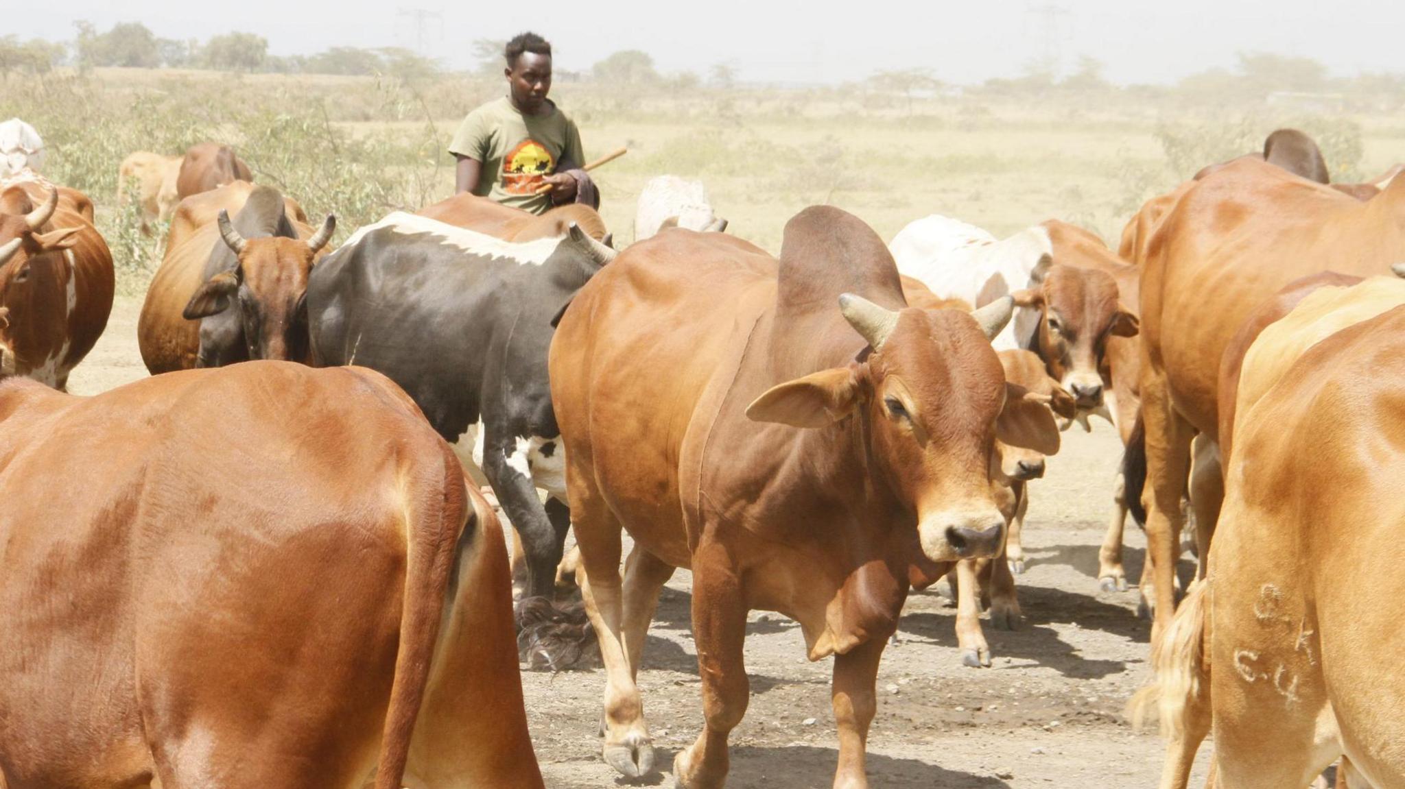 Robert Ngukuu drives a herd of cows towards a water drinking point. A hazy, dusty landscape of scrub and trees can be seen behind them at the Satellite area in Mai Mahiu division, Nakuru county - January 2025