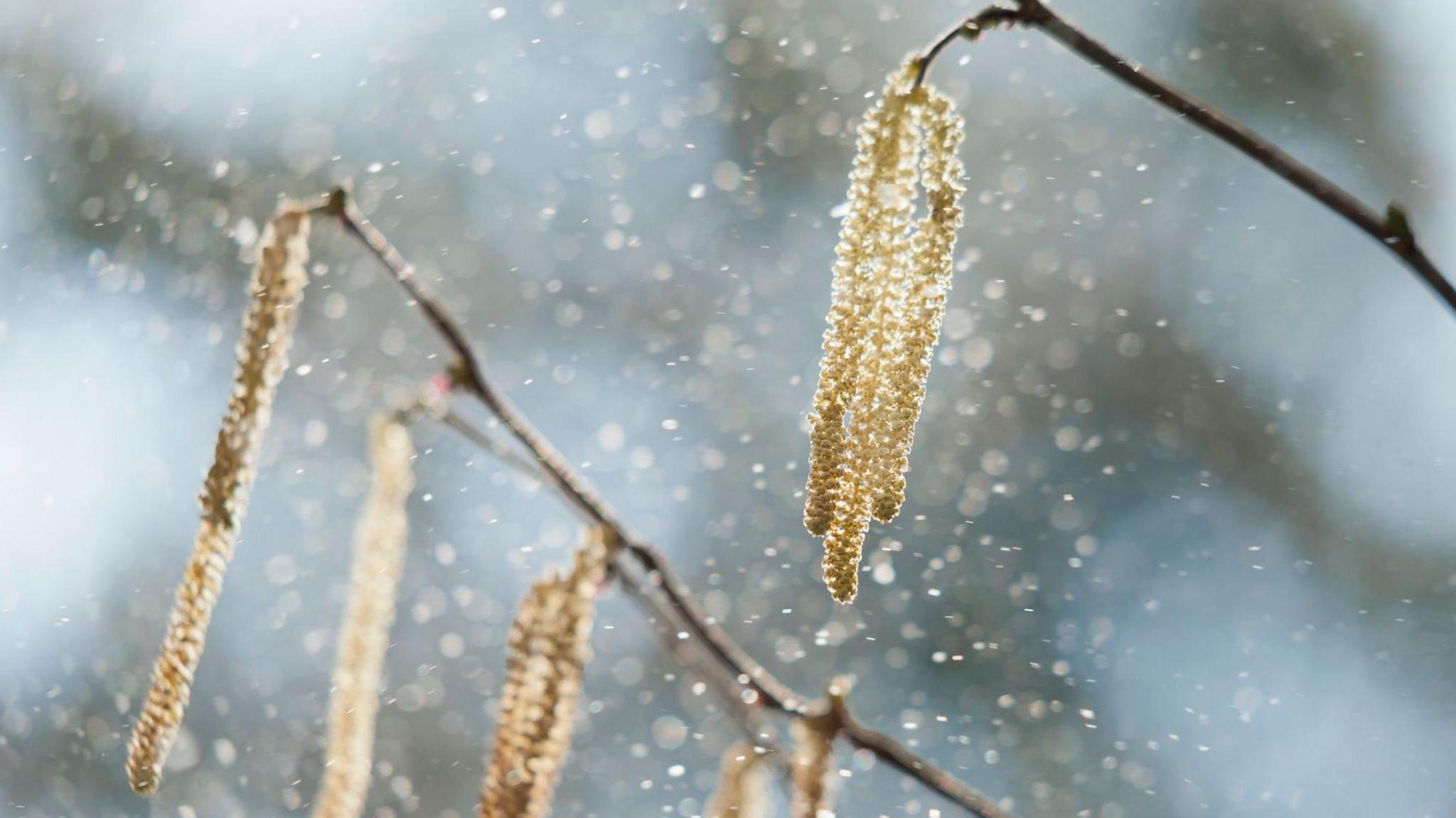 Pollen is visibly blowing through the air from a tree