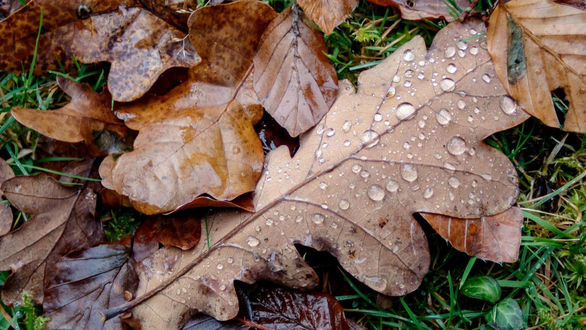 Brown leaves on the grass