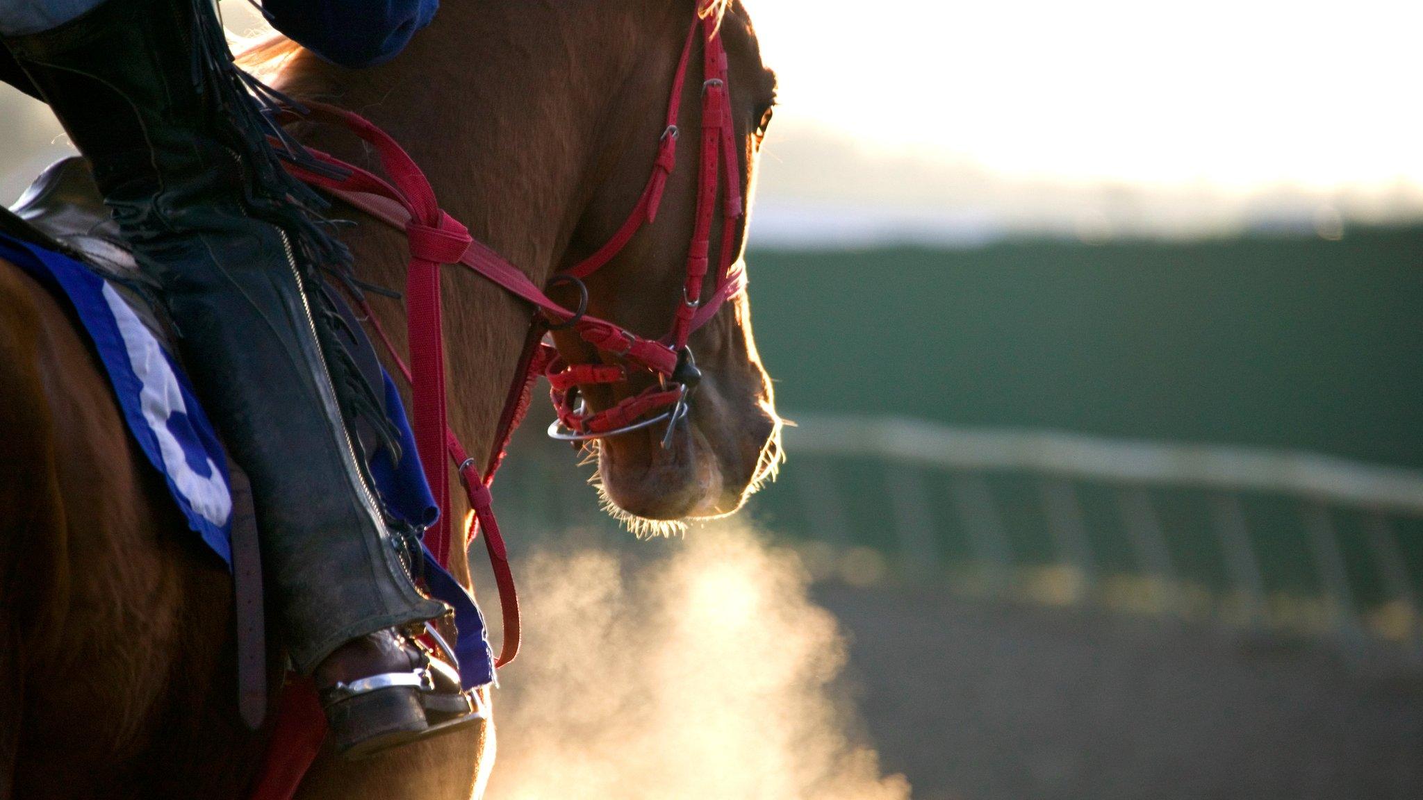 Stock image of a racehorse