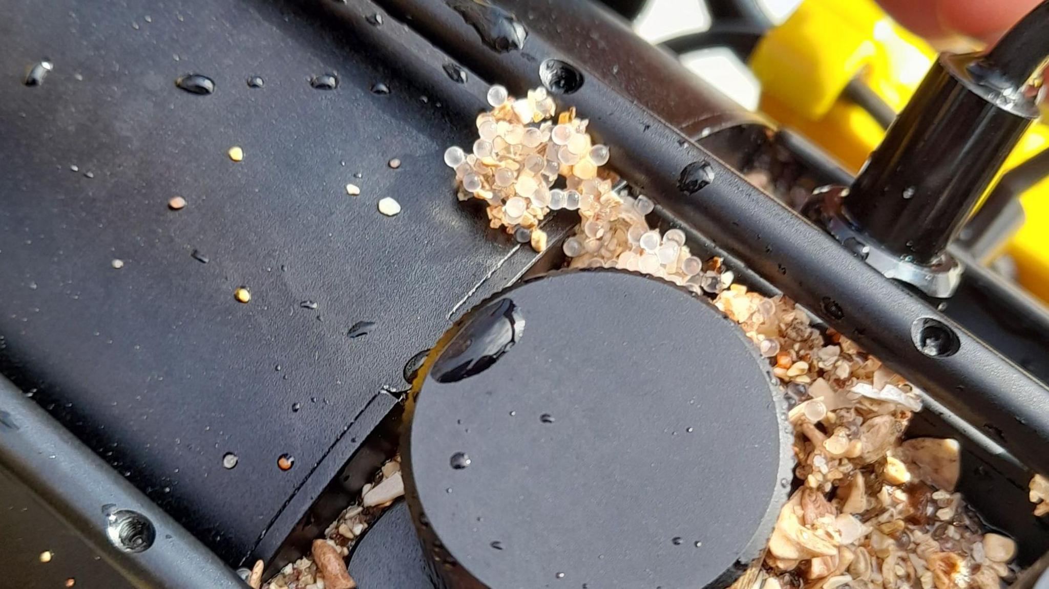 Herring eggs on underwater drone