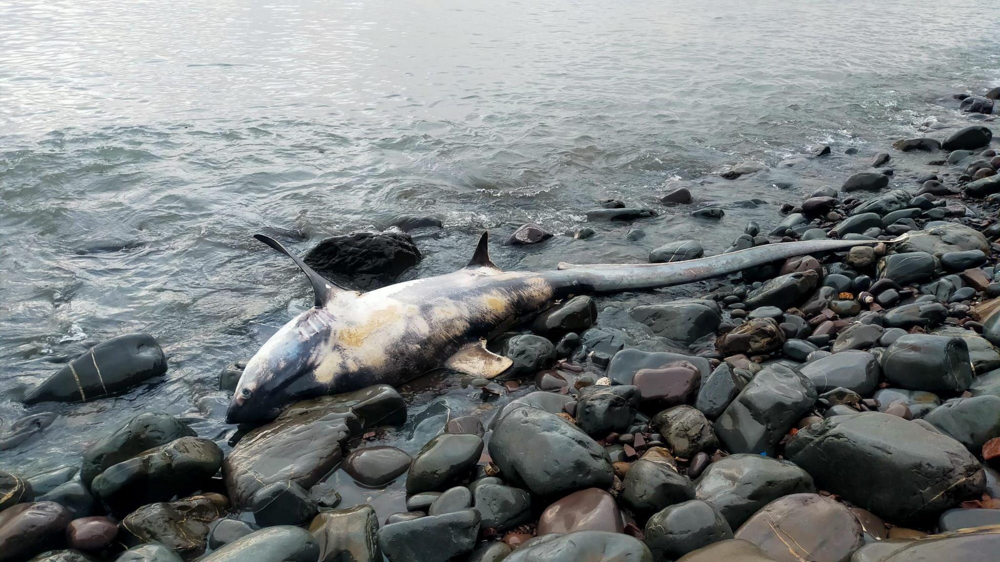 A shark on its side washed up on some rocks. The shark is dark blue and has white patches. 