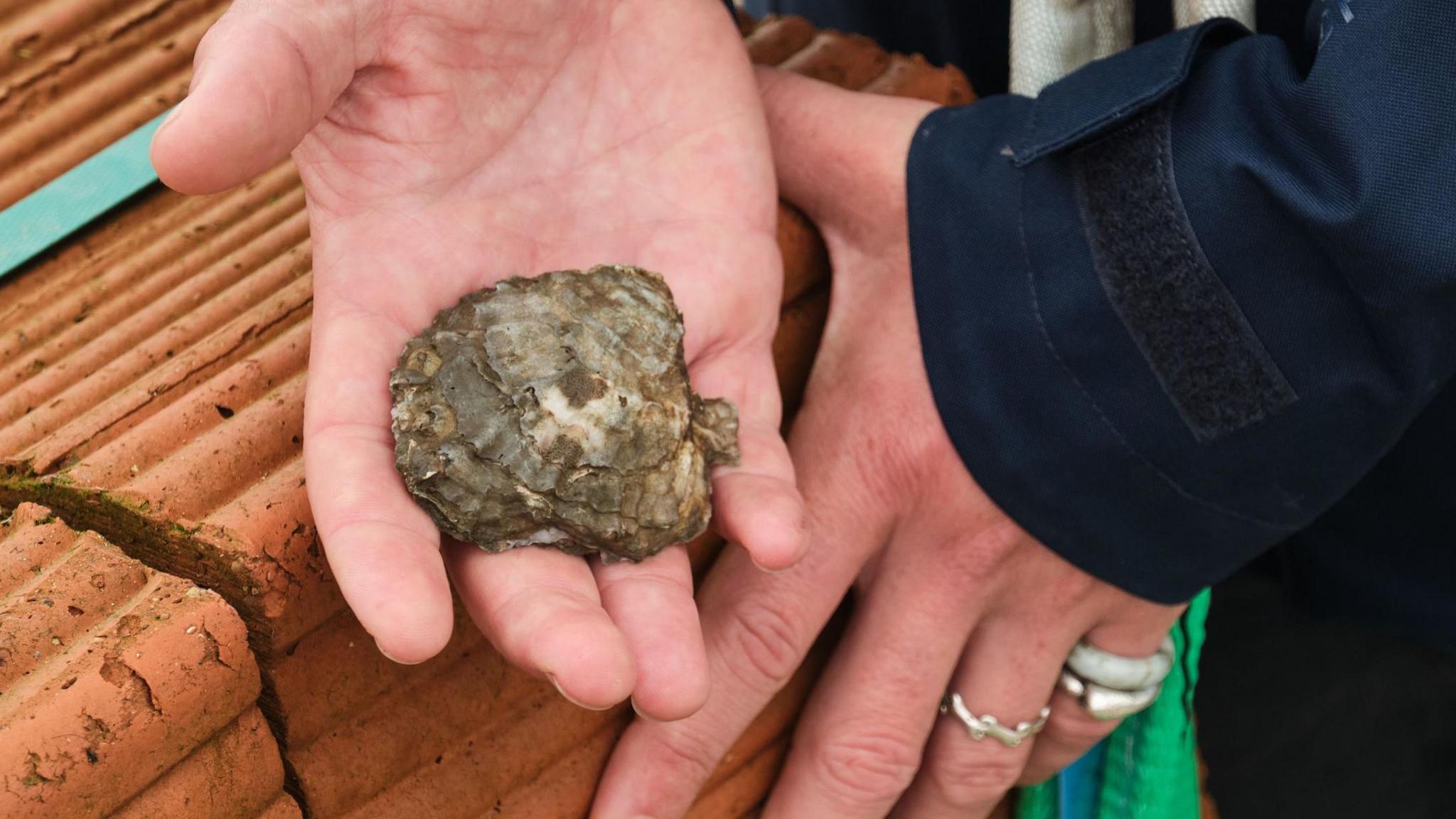 A person holding an oyster in their hand, next to a pile of clay bricks