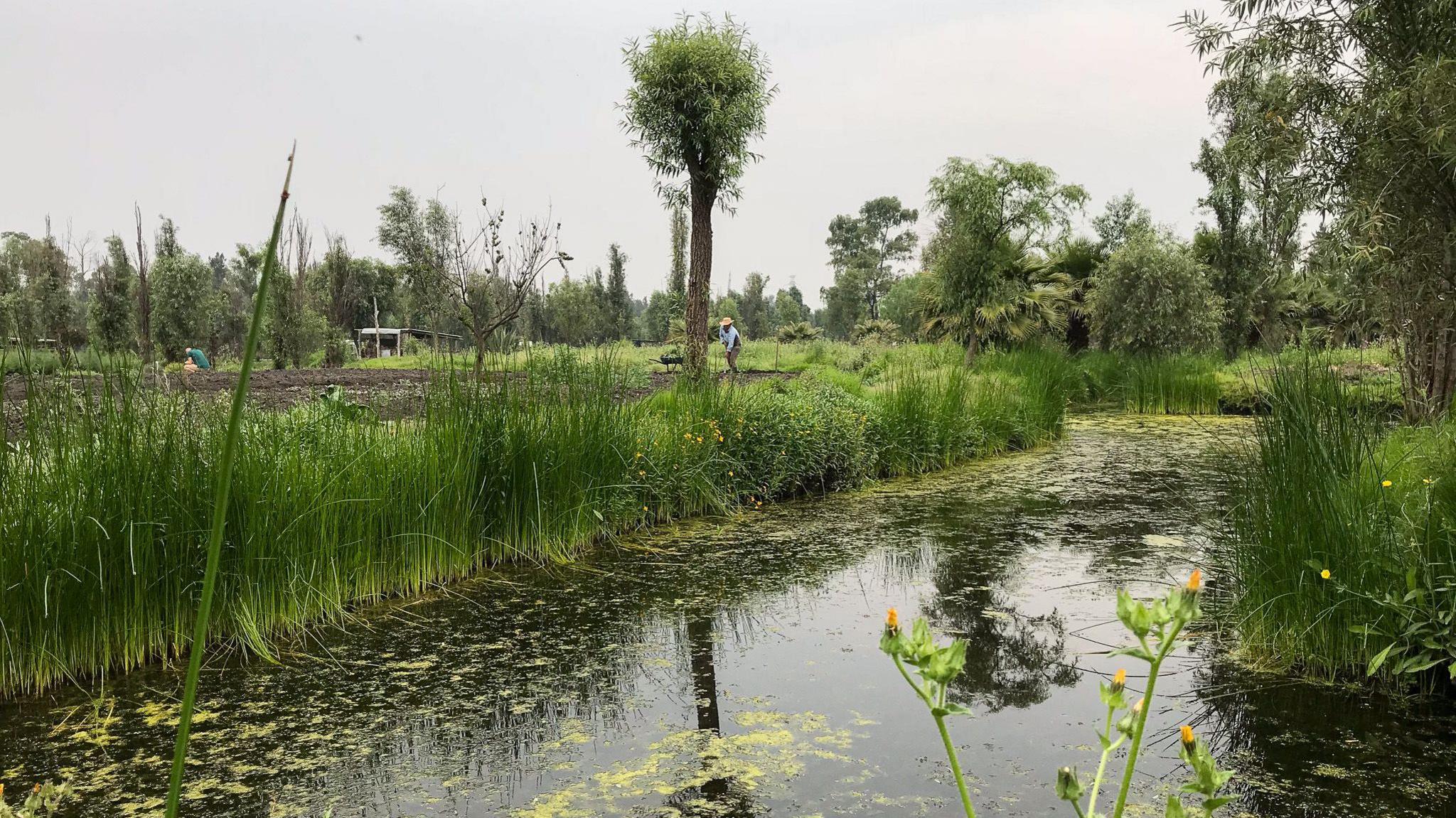 The scene shows a traditional wetland farming site in Xochimilco, close to Mexico City. This is the natural home of the axolotl - it is green and verdant with vegetation, there are crops growing and there is a murky canal in the foreground. This is one of the sites of ongoing habitat restoration for the Mexican axolotl.