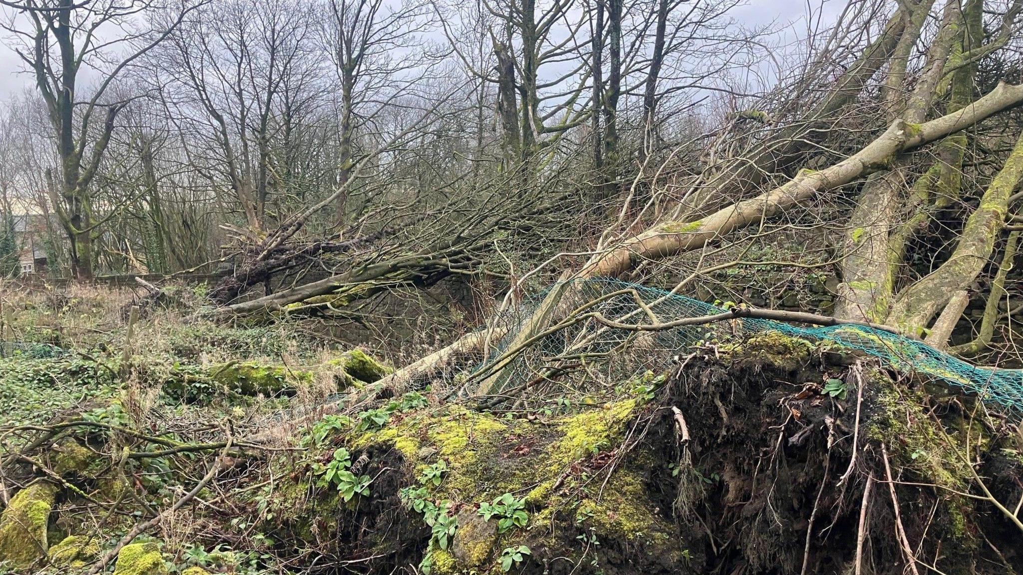 Photograph of trees which were blown over by the tornado