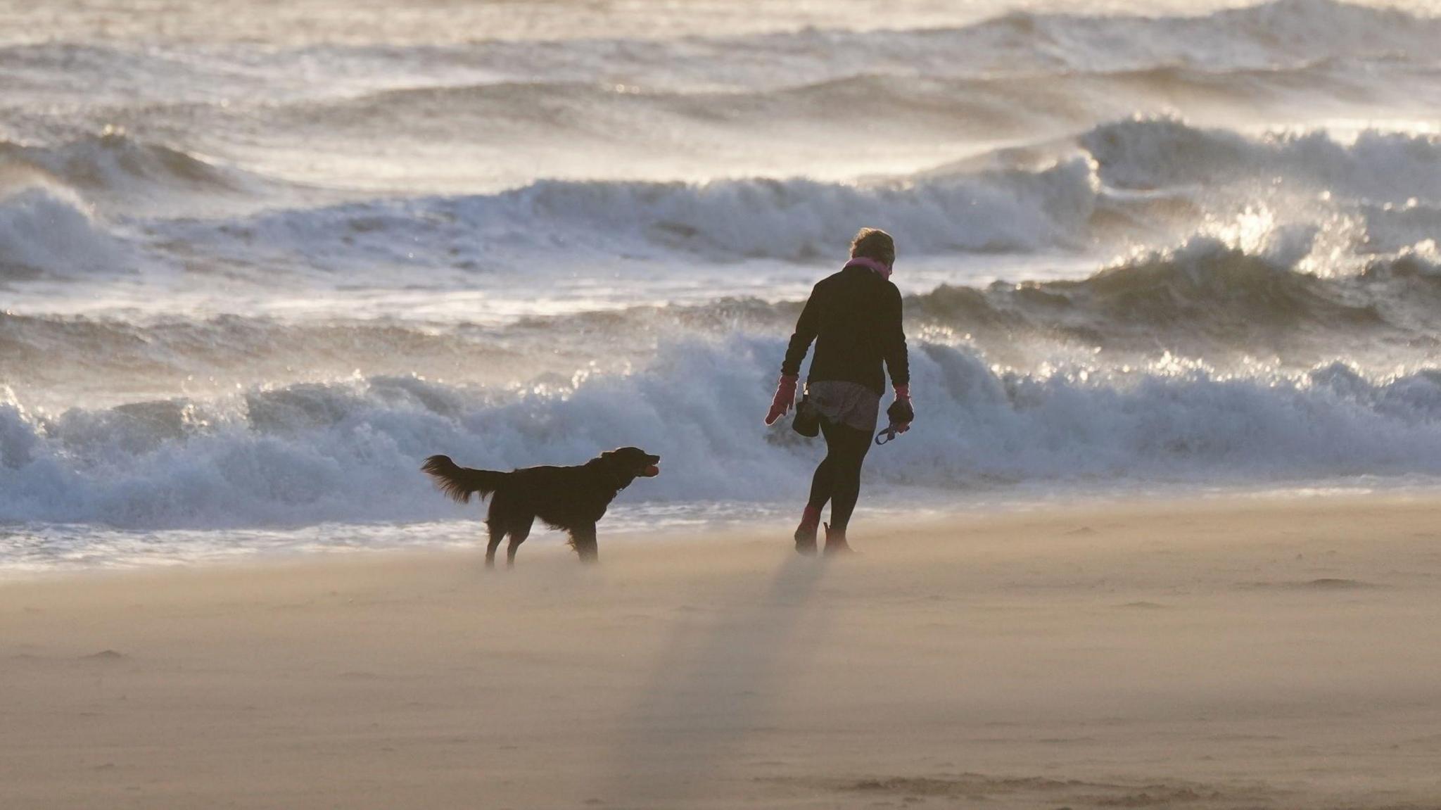 A person walking a dog on a windy beach, with waves coming in from the sea.
