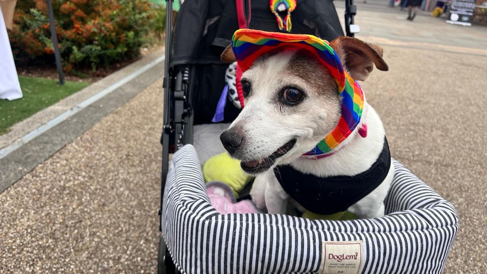 A black and brown dog with a black harness and a Pride-inspired cap on. They are sat in a dog pram which is black and has a blue and white stripe design on the front. 