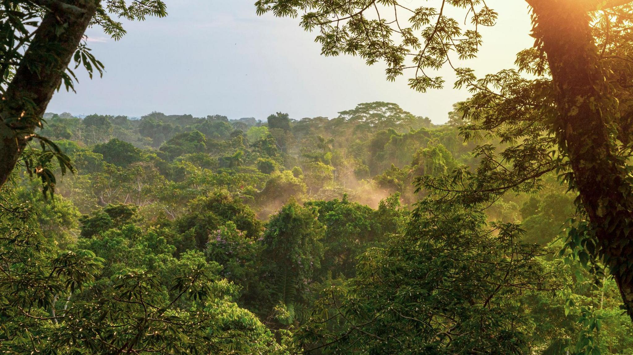 The Amazon rainforest canopy seen through two tall trees in the foreground with a blue sunny sky and haze