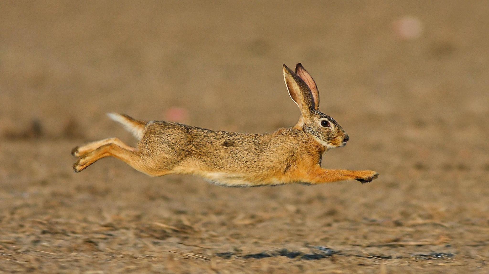 A wild hare running across a dry, brown patch of land. It is leaping in mid air, with both it's arms and legs outstretched.