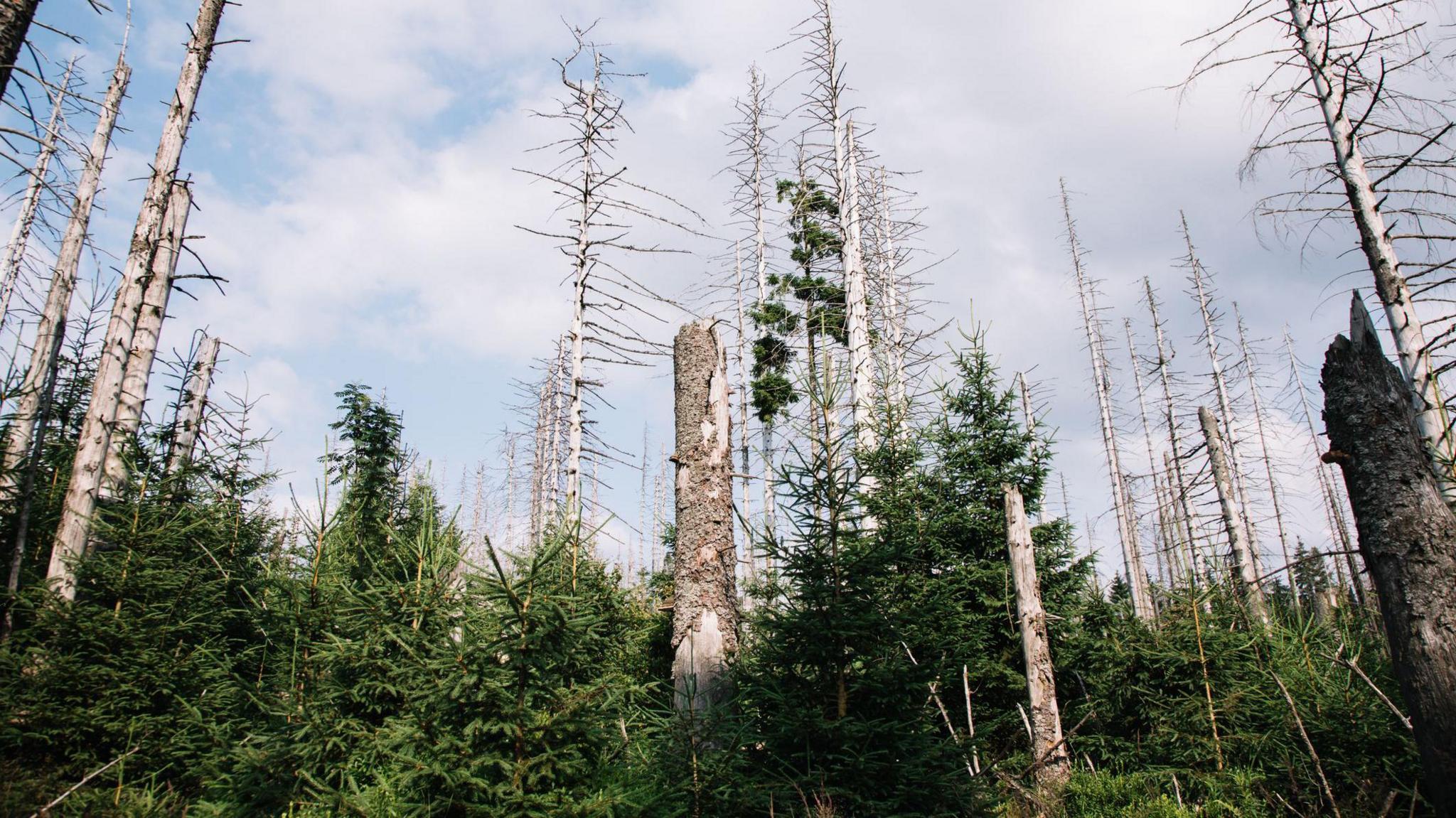 Loss of fir trees to disease in a national park in Europe