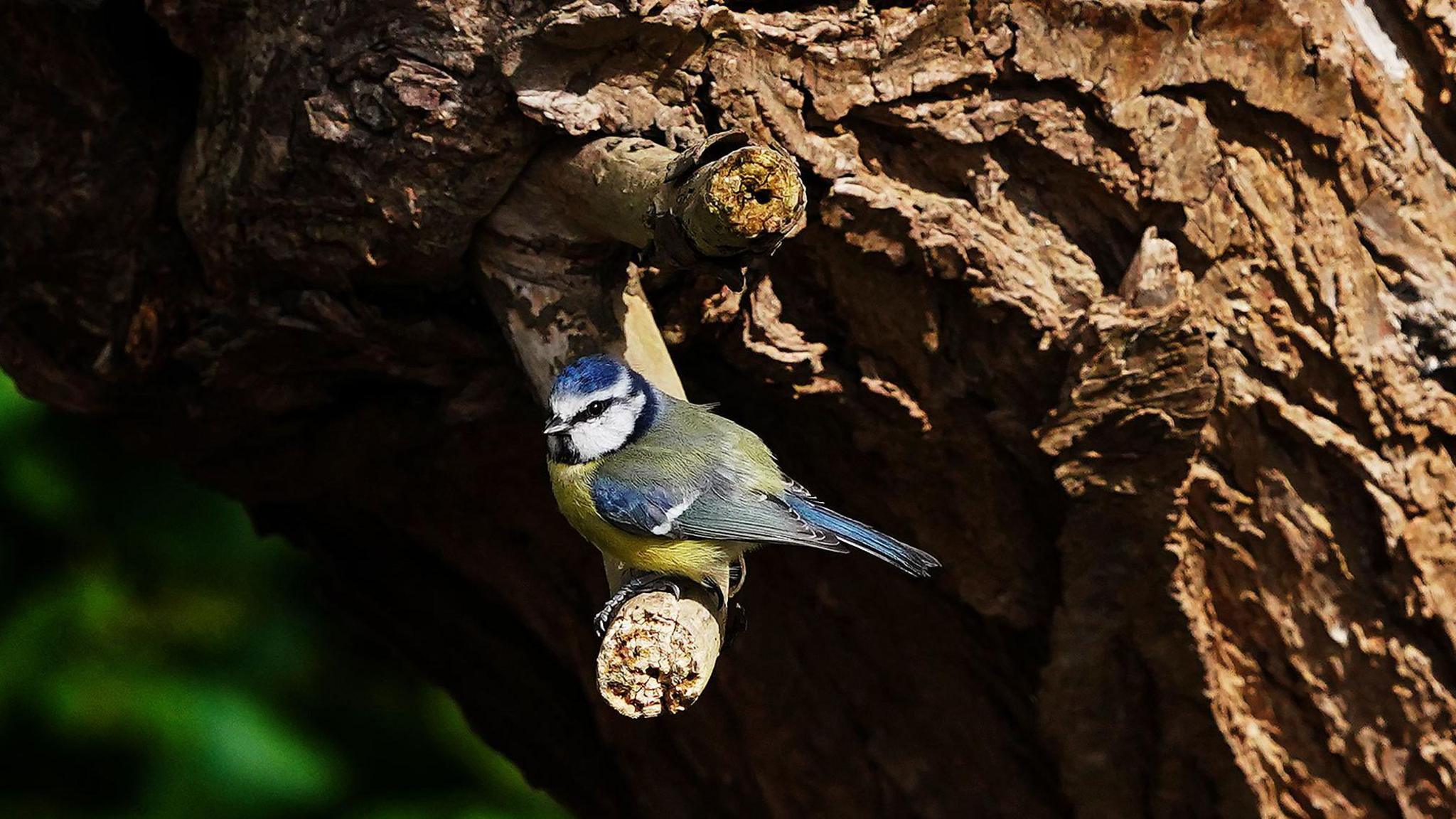 Blue tit sitting on a branch