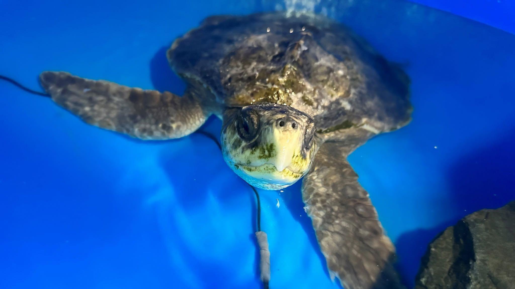 Turtle seen in water