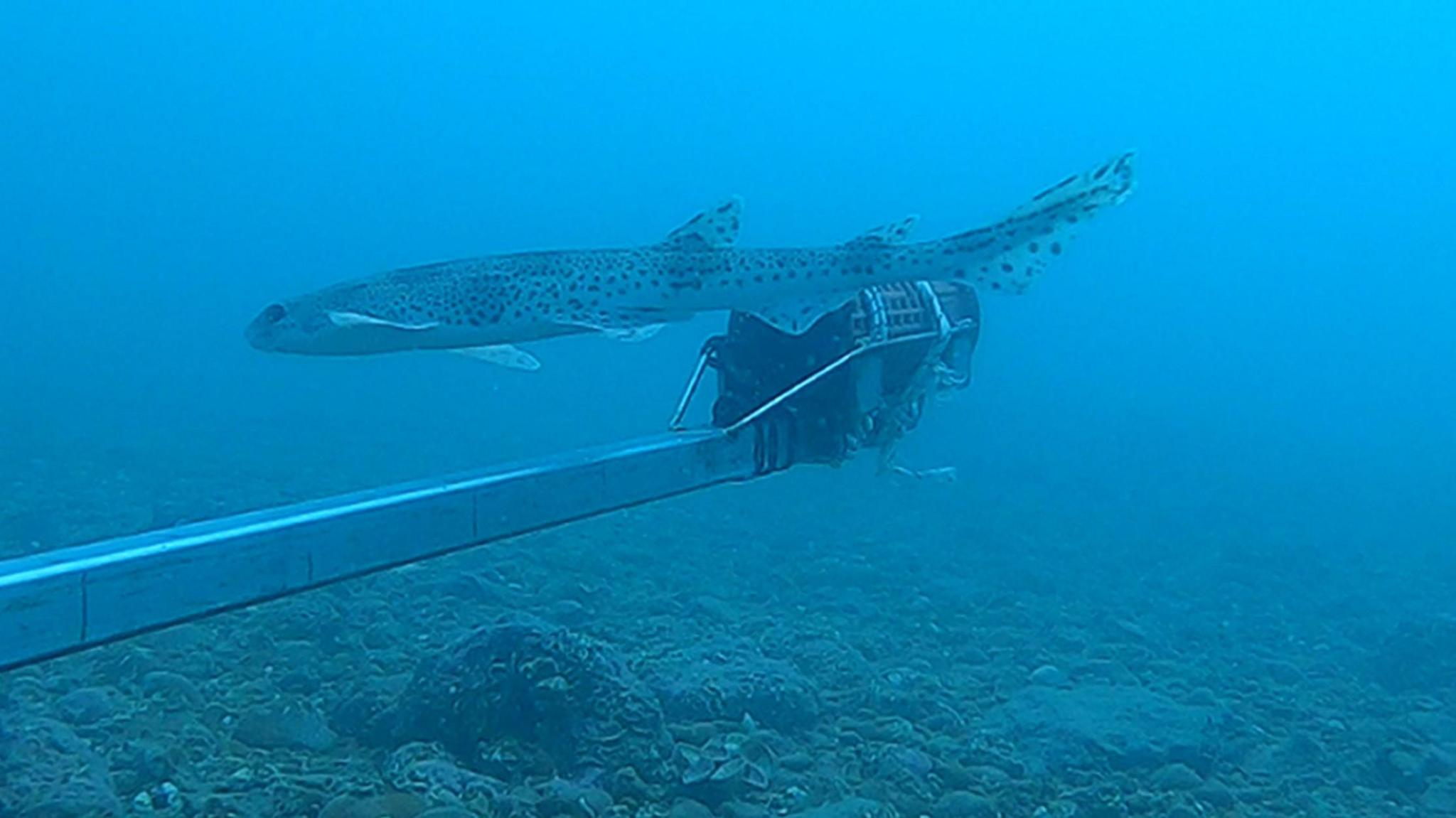 A cat shark in the ocean