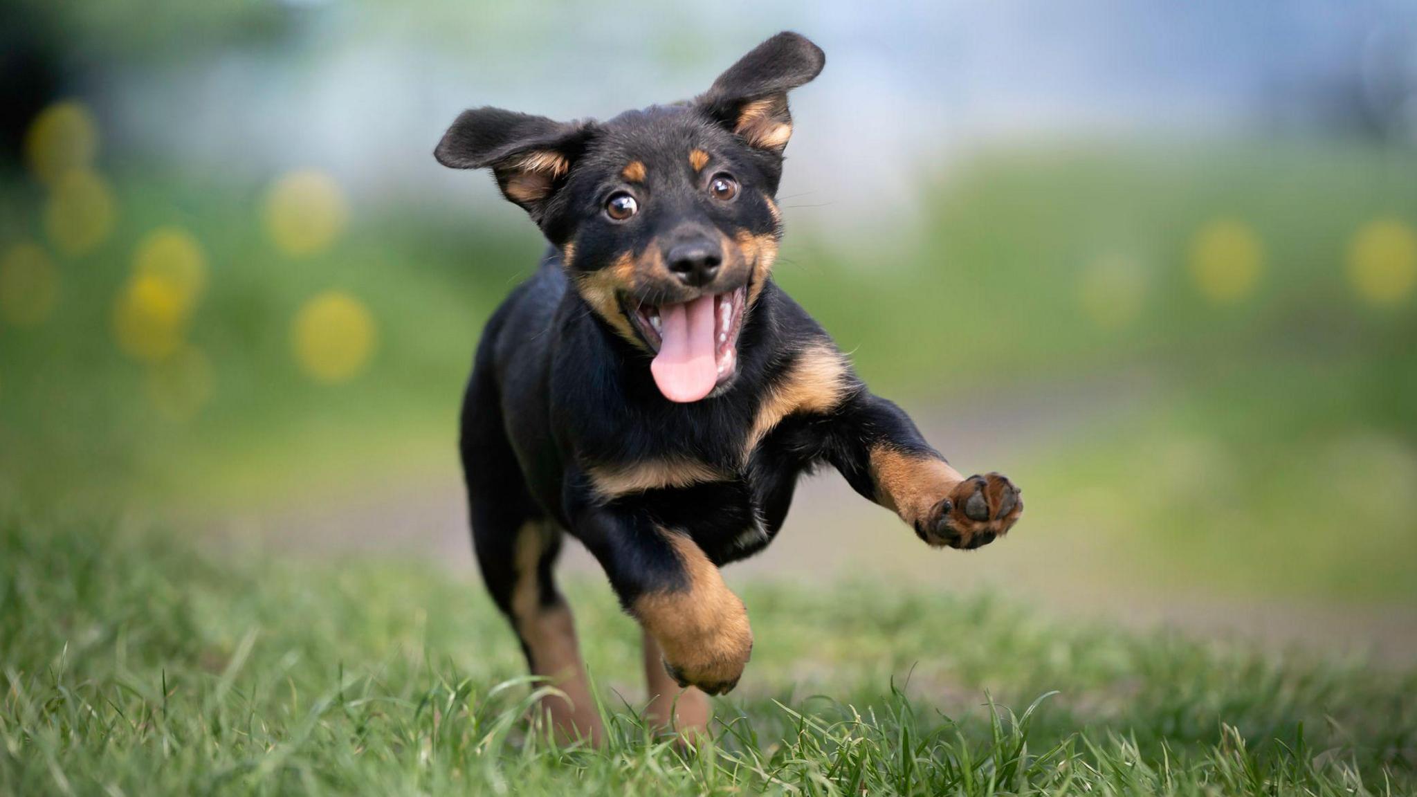 A stock image of a rather excited looking puppy