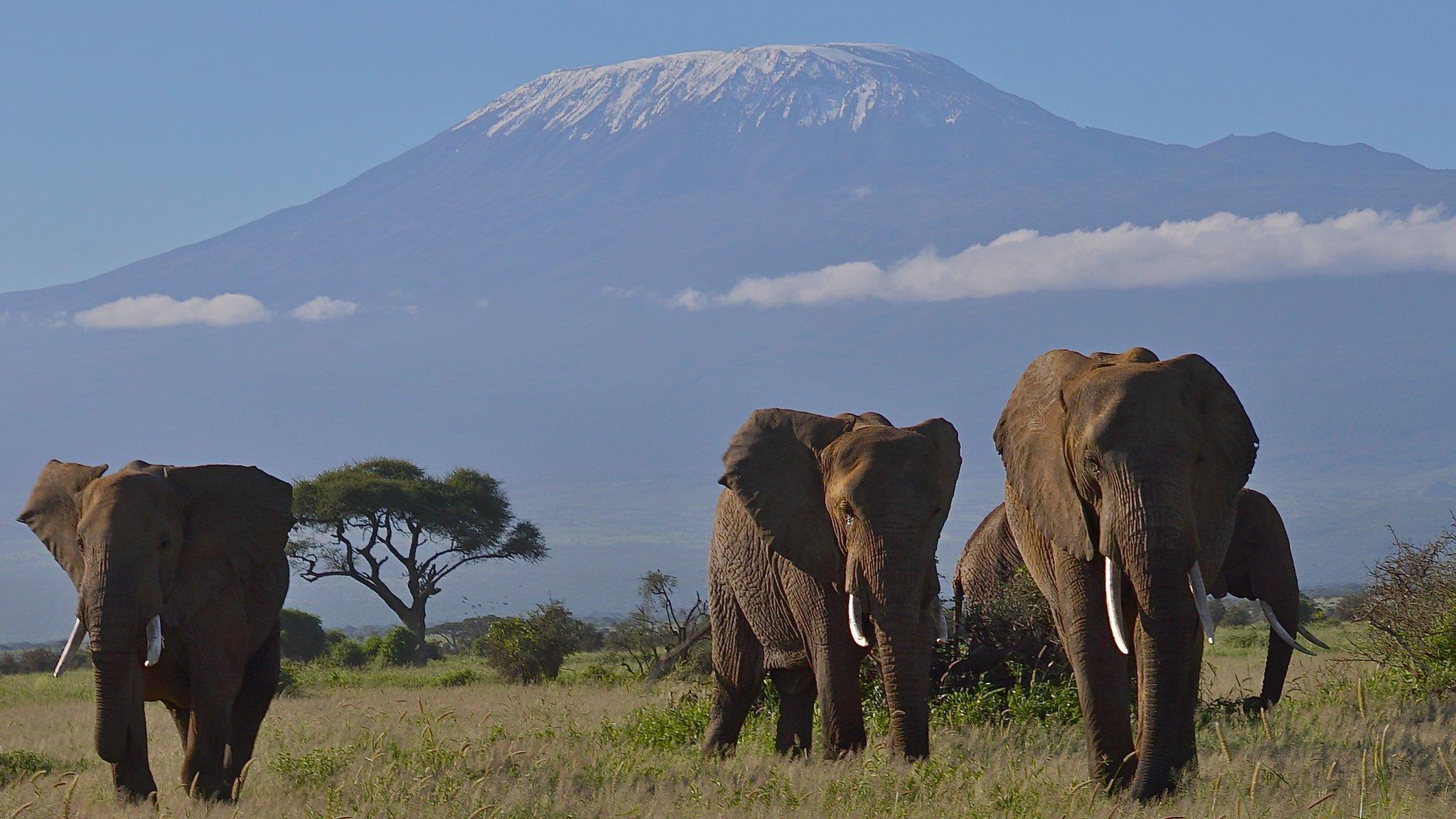 elephants