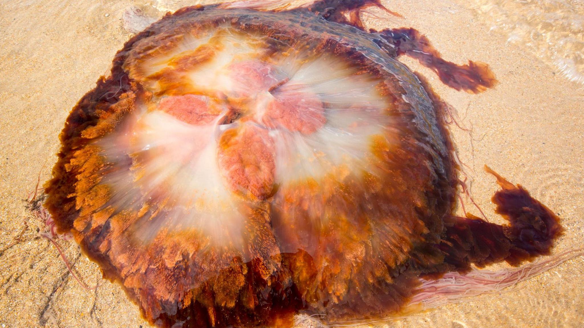 A lions mane jellyfish, with it's large reddish brown, umbrella shaped bell that looks like a Lions mane, washed up on a beach. It has a mass of long, thin hair-like tentacles and frilly arms.