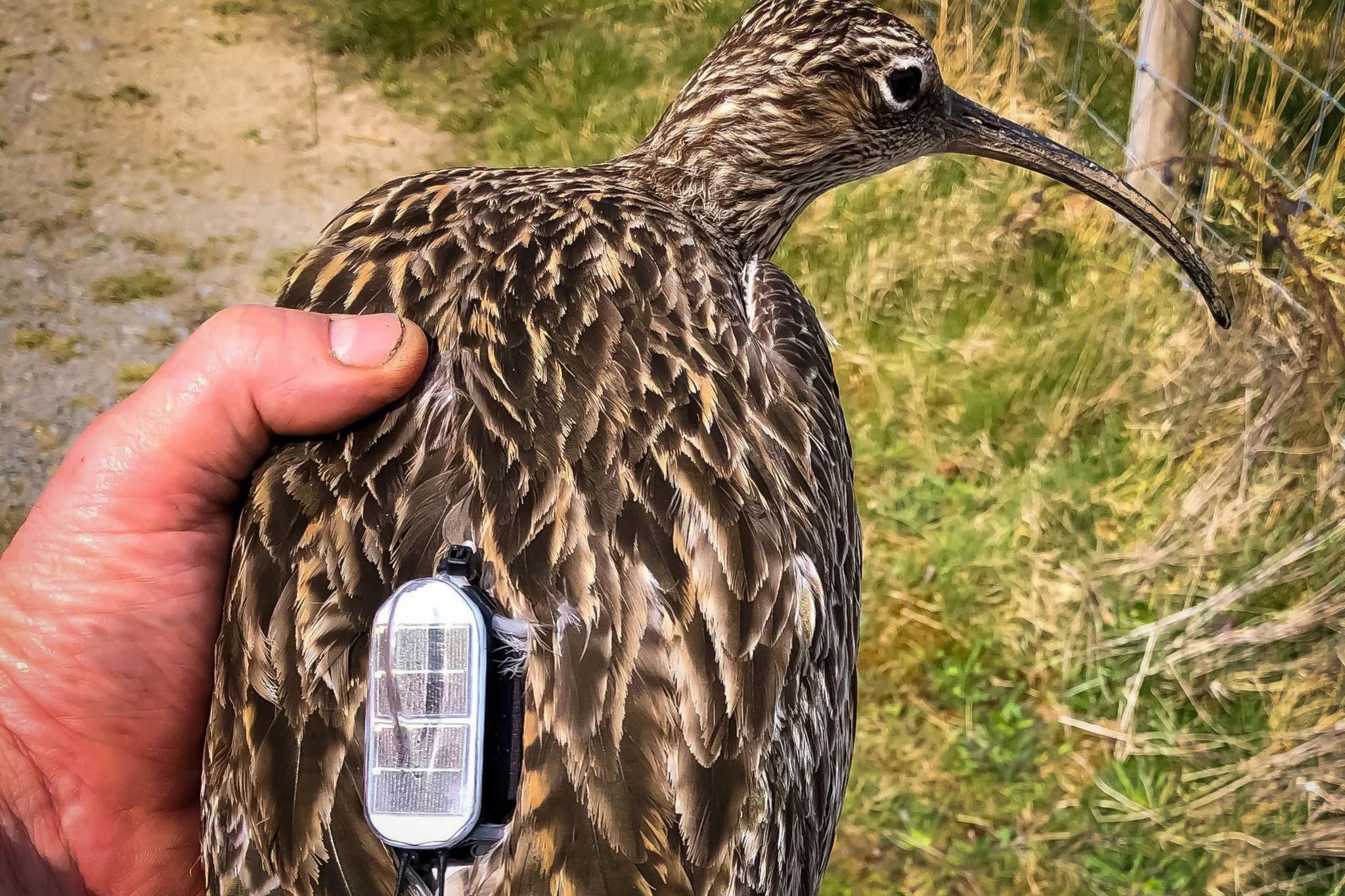 A curlew with a GPS tracker on its back, an oval white plastic with small solar panels