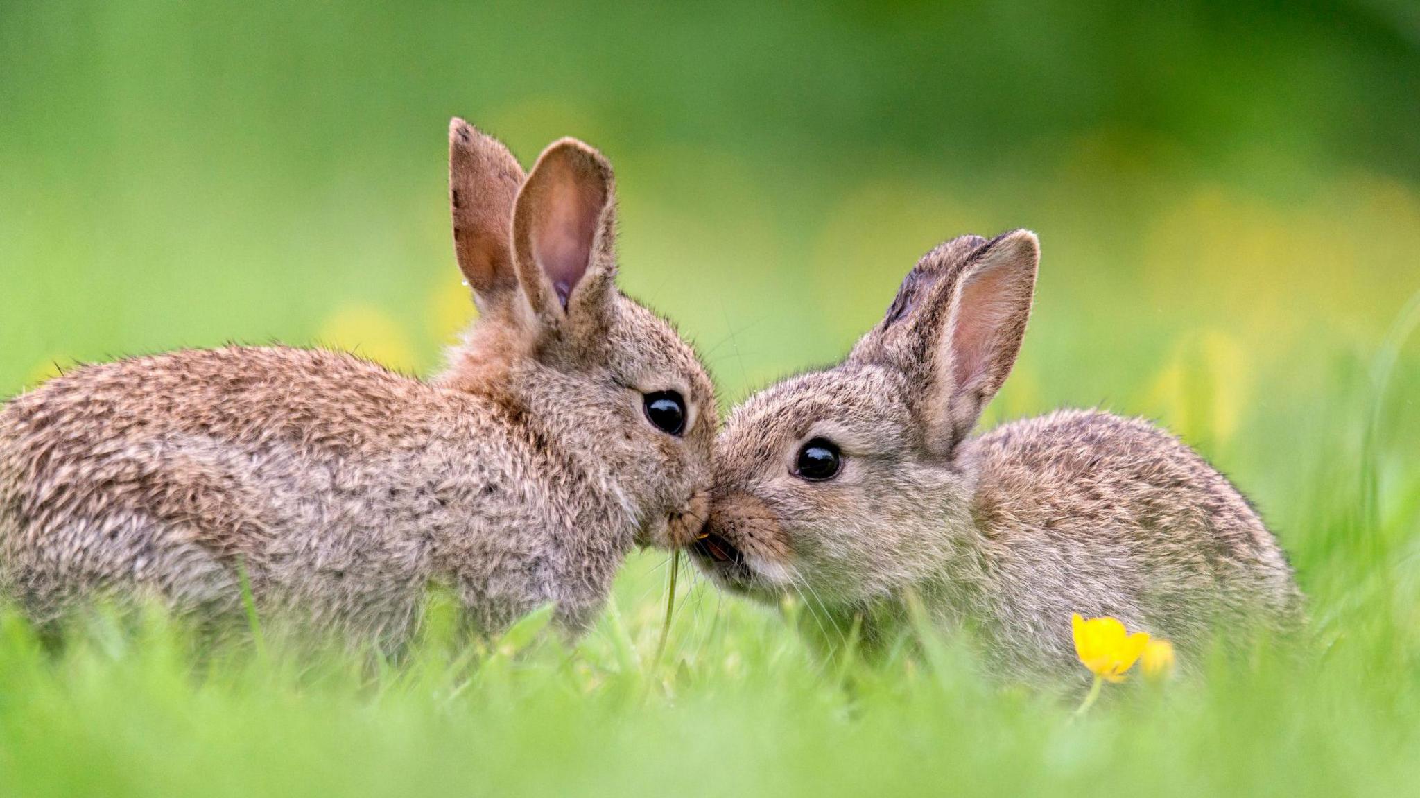 Two rabbits in the grass. 