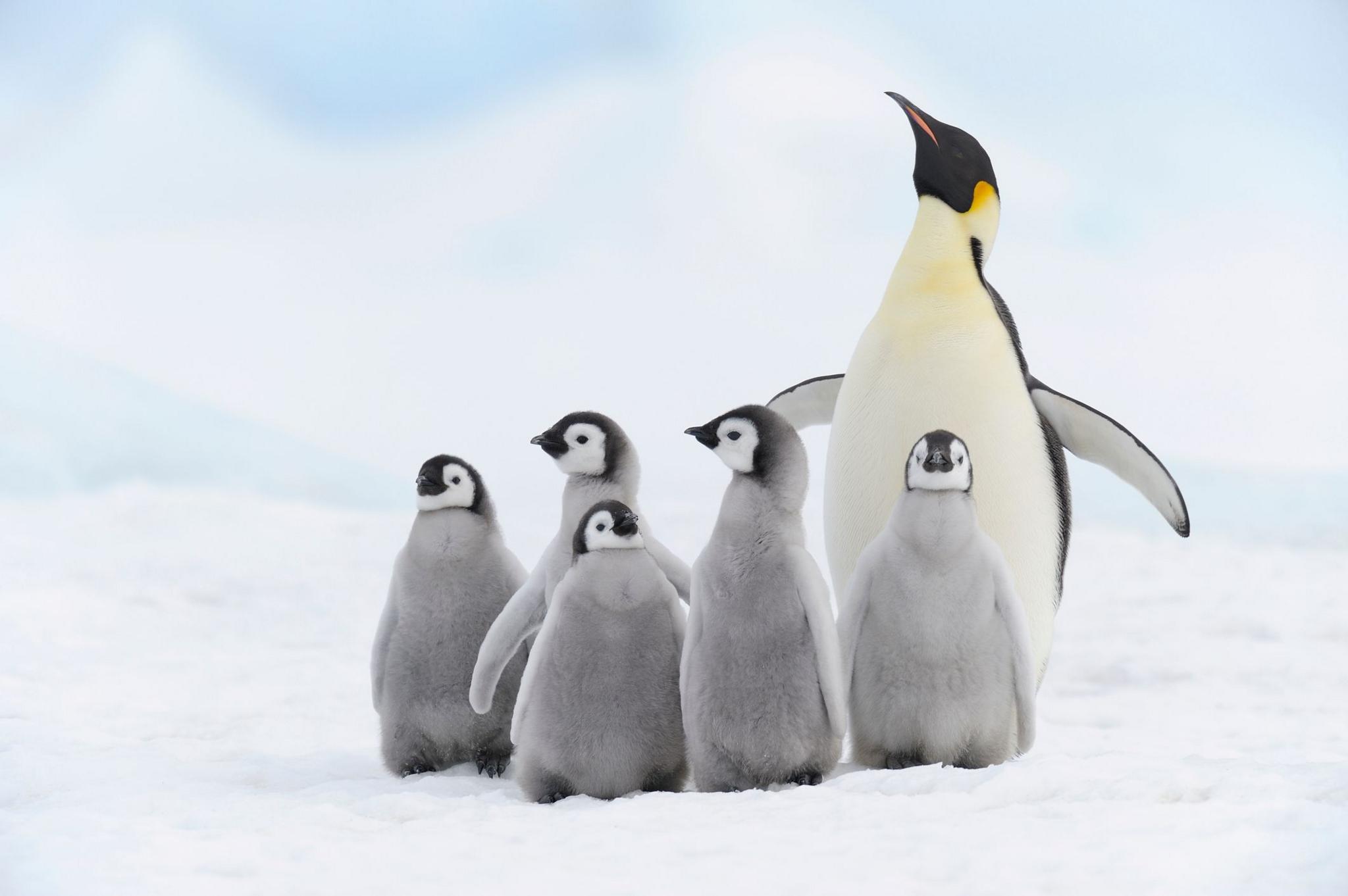 A mother emperor penguin on ice next to five fledglings