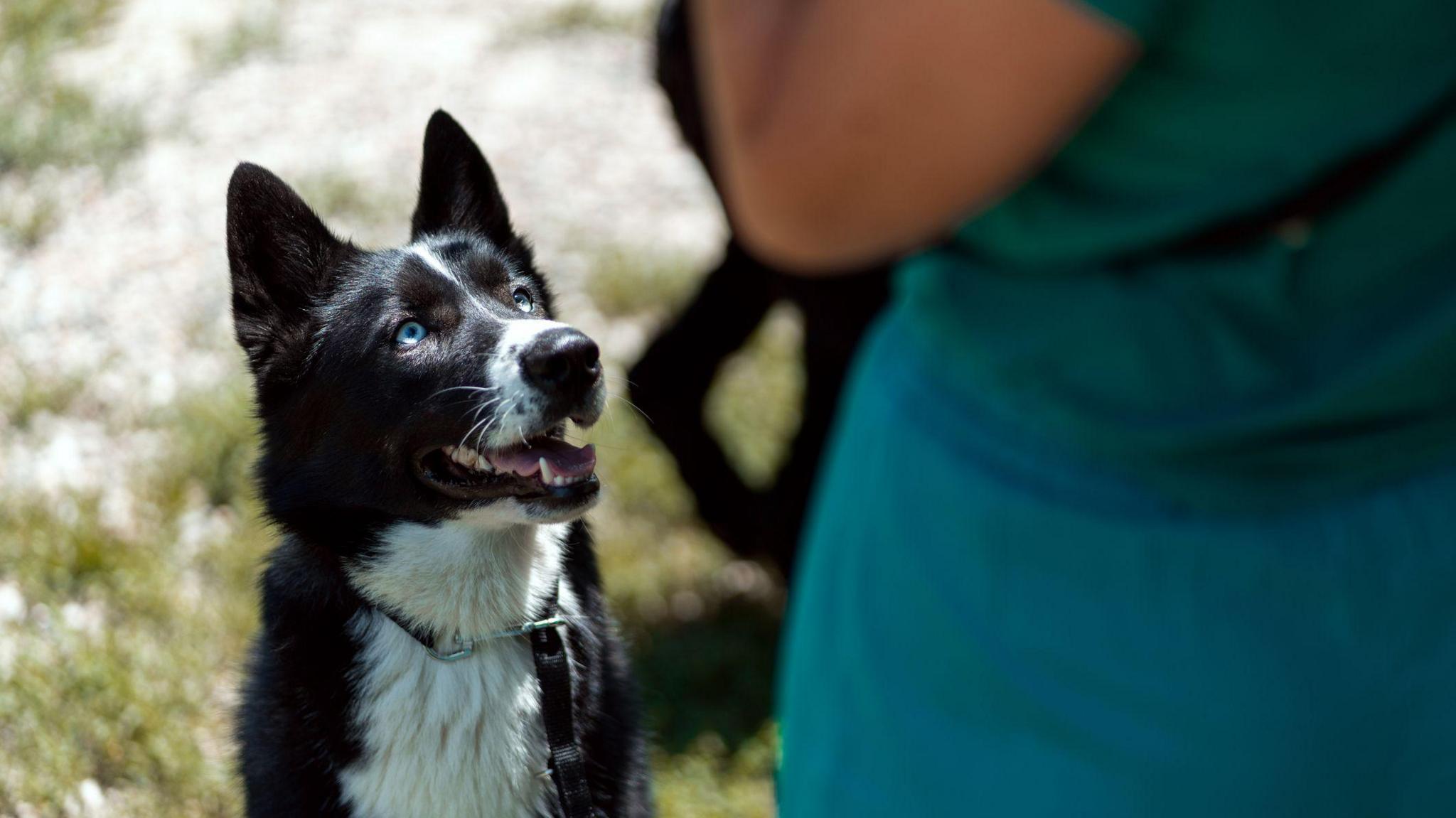 A black and white dog is sitting on green grass and looking up at a person. The dog has bright blue eyes. The person is in a blue outfit with their back to the camera, and only their arm and part of the back is visible. 