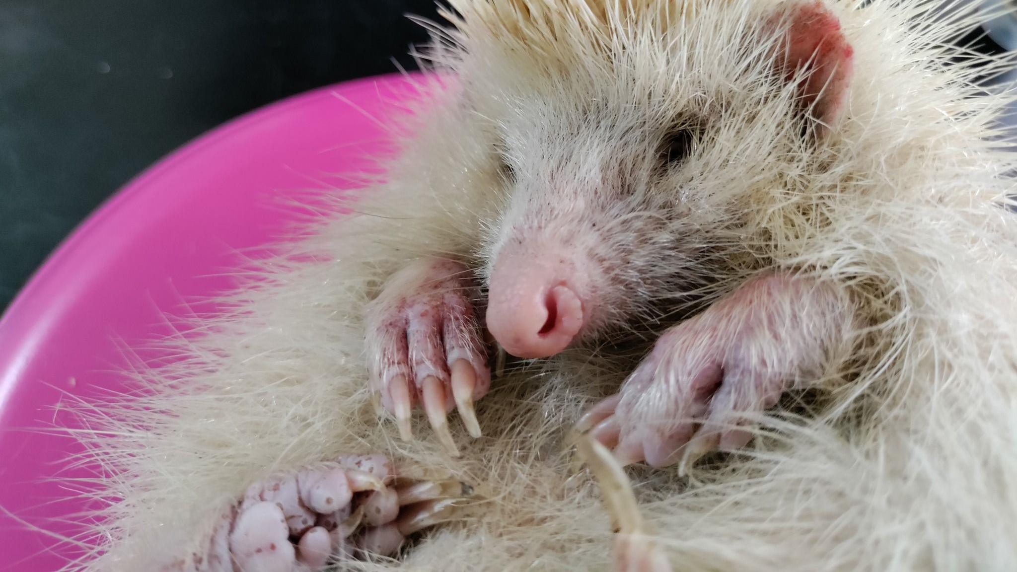 A blonde hedgehog is curled up in a pink plastic bowl. It has pink skin on its paws, nose and ears but the rest of it is covered in white fine spines. It has long nails on each paw.