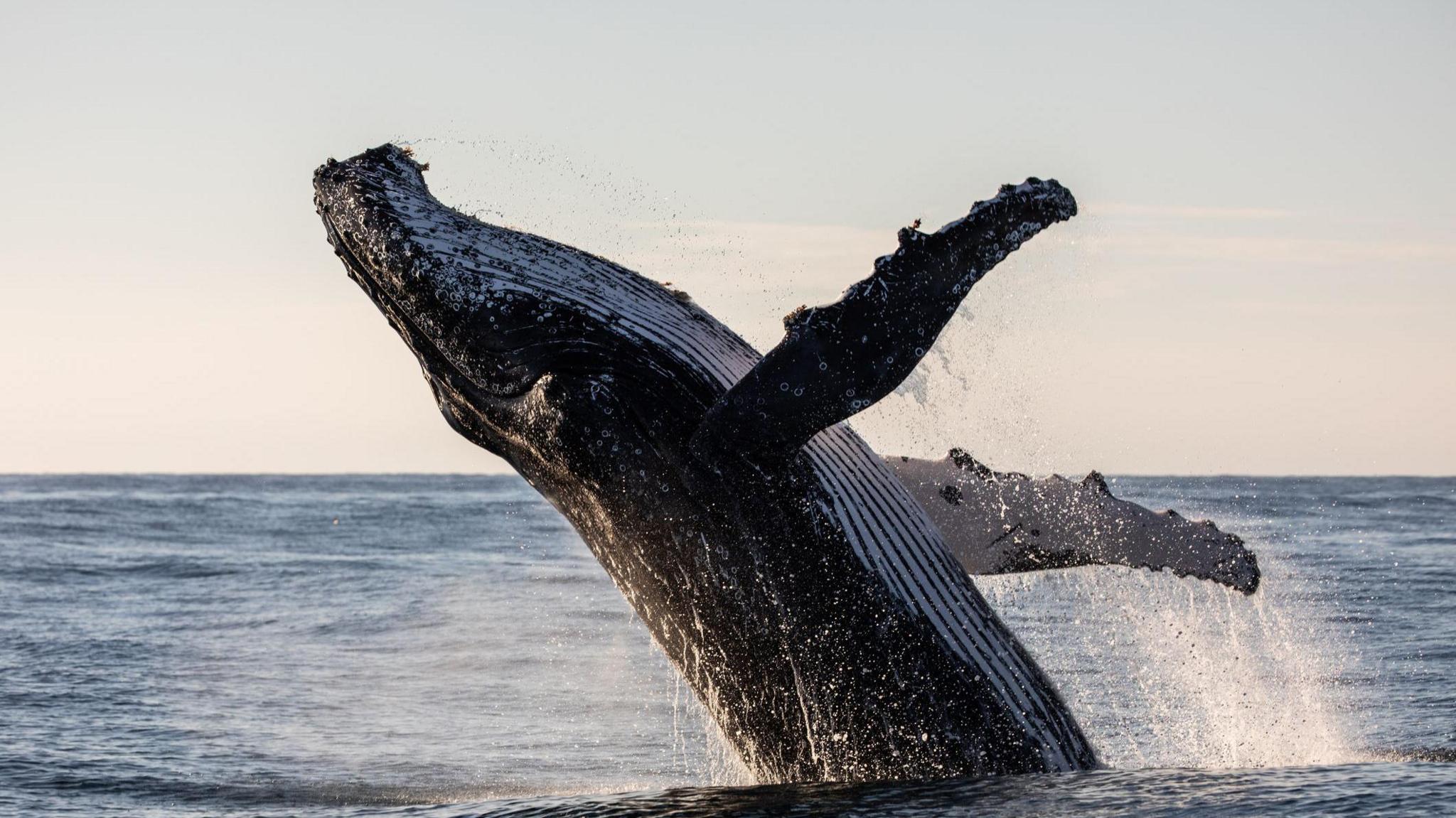 Humpback whale leaping out of the water. 