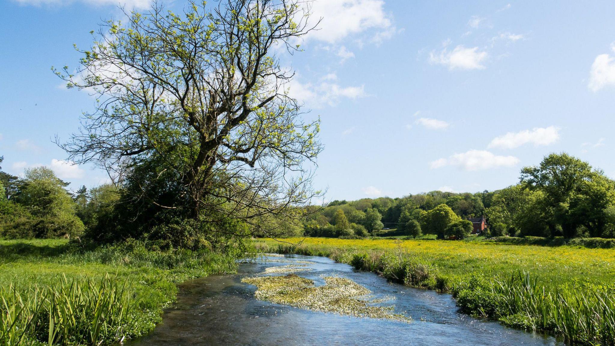 A river flowing through green weeds and grass. It is surrounded by trees