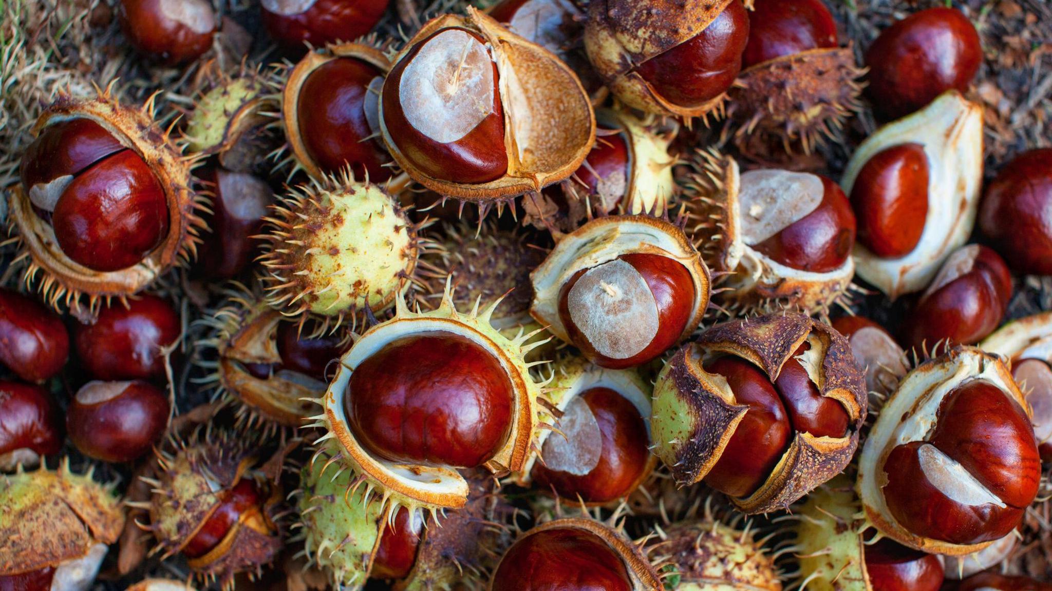 a pile of conkers, some out of their spiky husks and some still in them