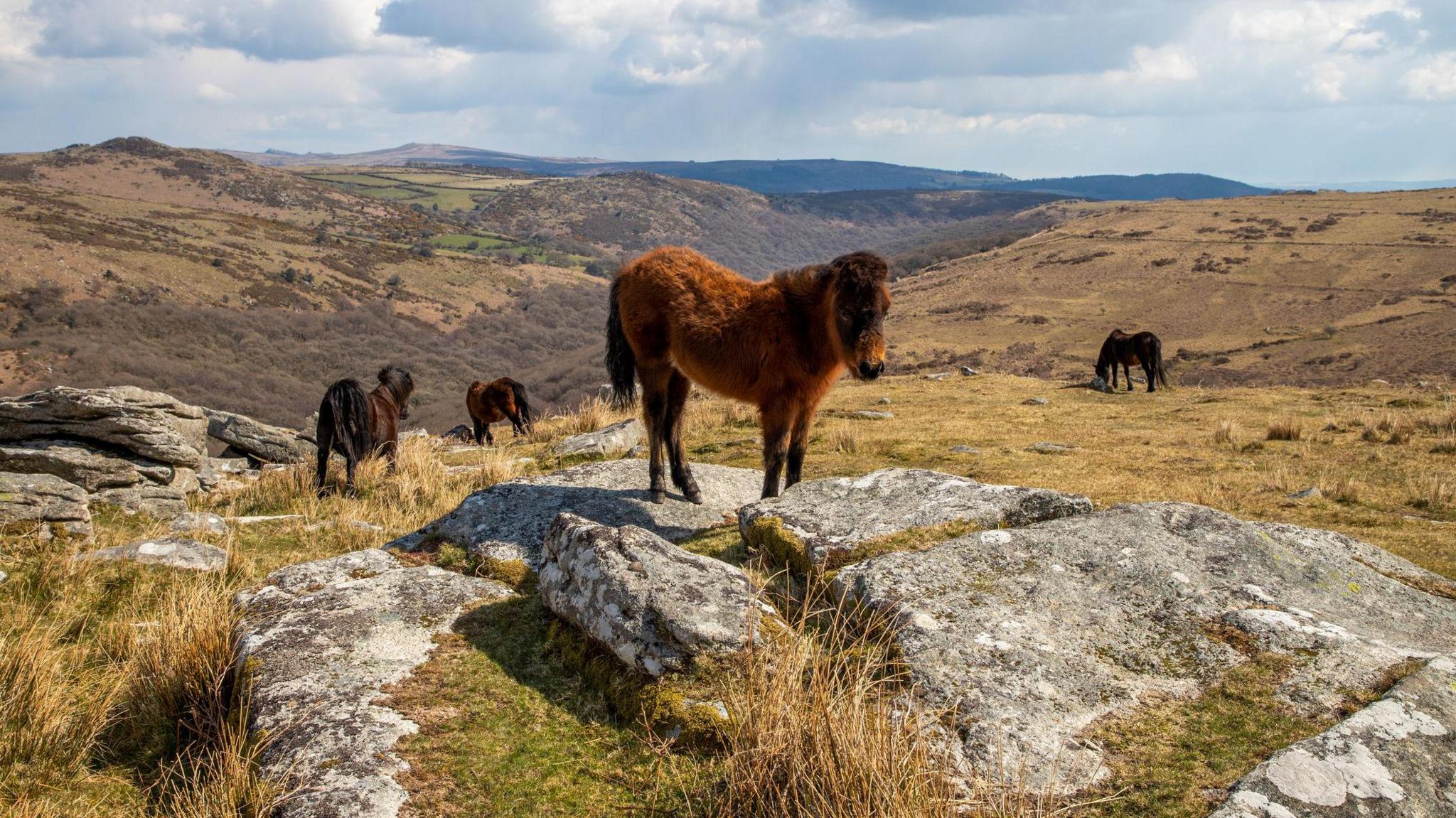 Four brown Dartmoor ponies. One is standing on a rock while others are grazing on moorland in the background.