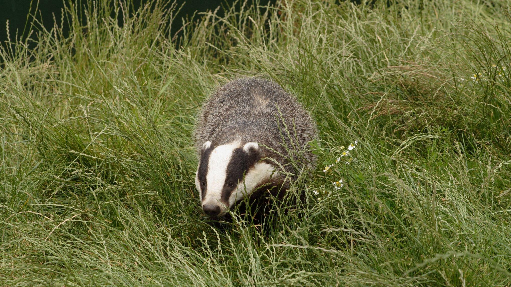 Badger