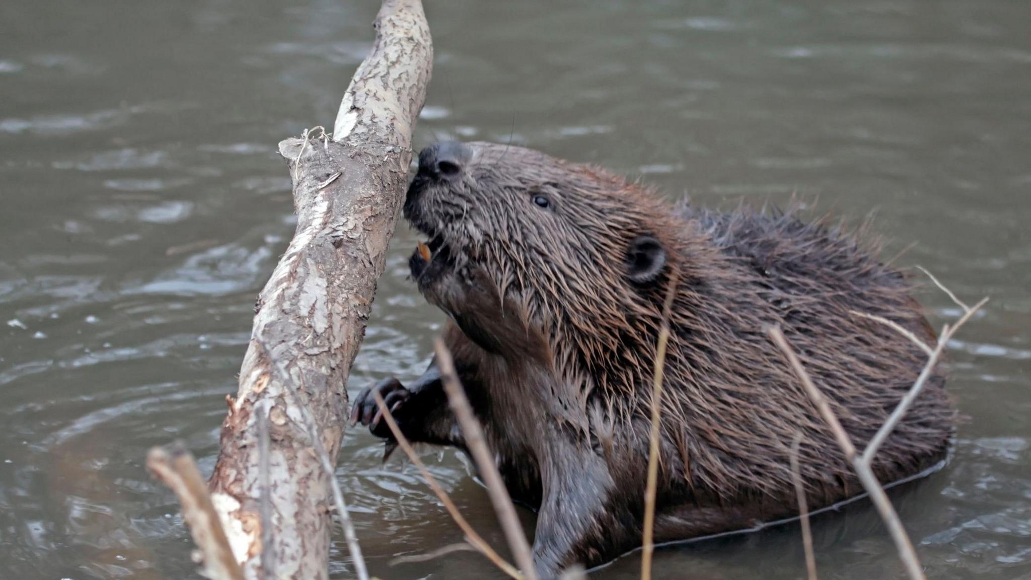 A beaver collects a log to help with den making