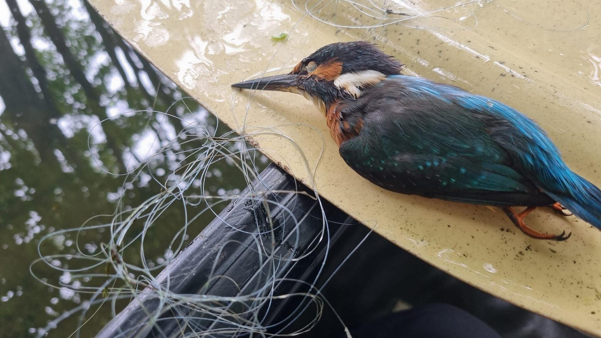 A dead male kingfisher, tangled in fishing line, on a paddle