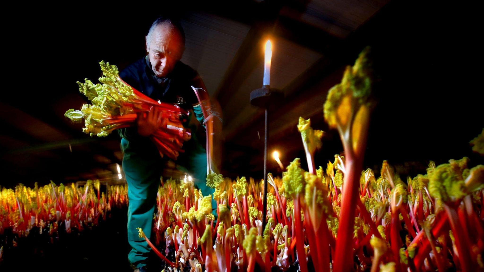 Neil Oldroyd-Hulme picks rhubarb by candlelight. He is a bald man with a small amount of short white hair he is bending over holding a bundle of pink rhubarb sticks with green/yellow leaves in a dark shed.