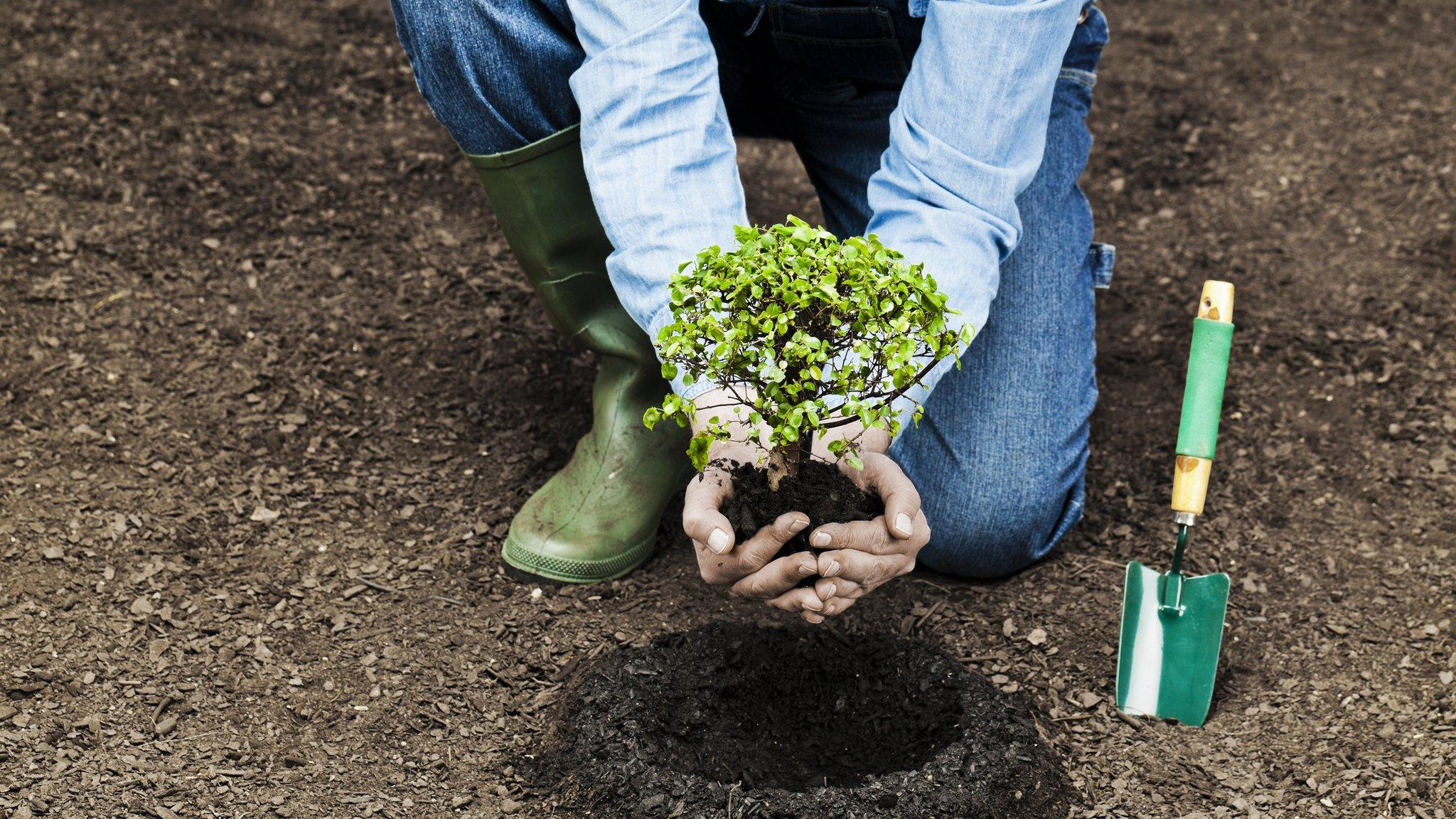 Planting a tree